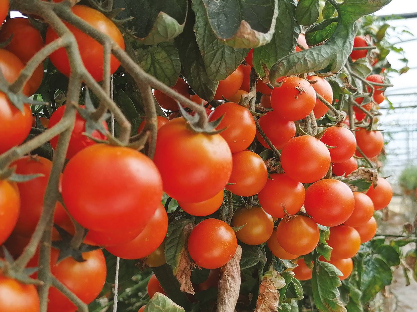 Pomodoro Cliegino di Pachino IGP