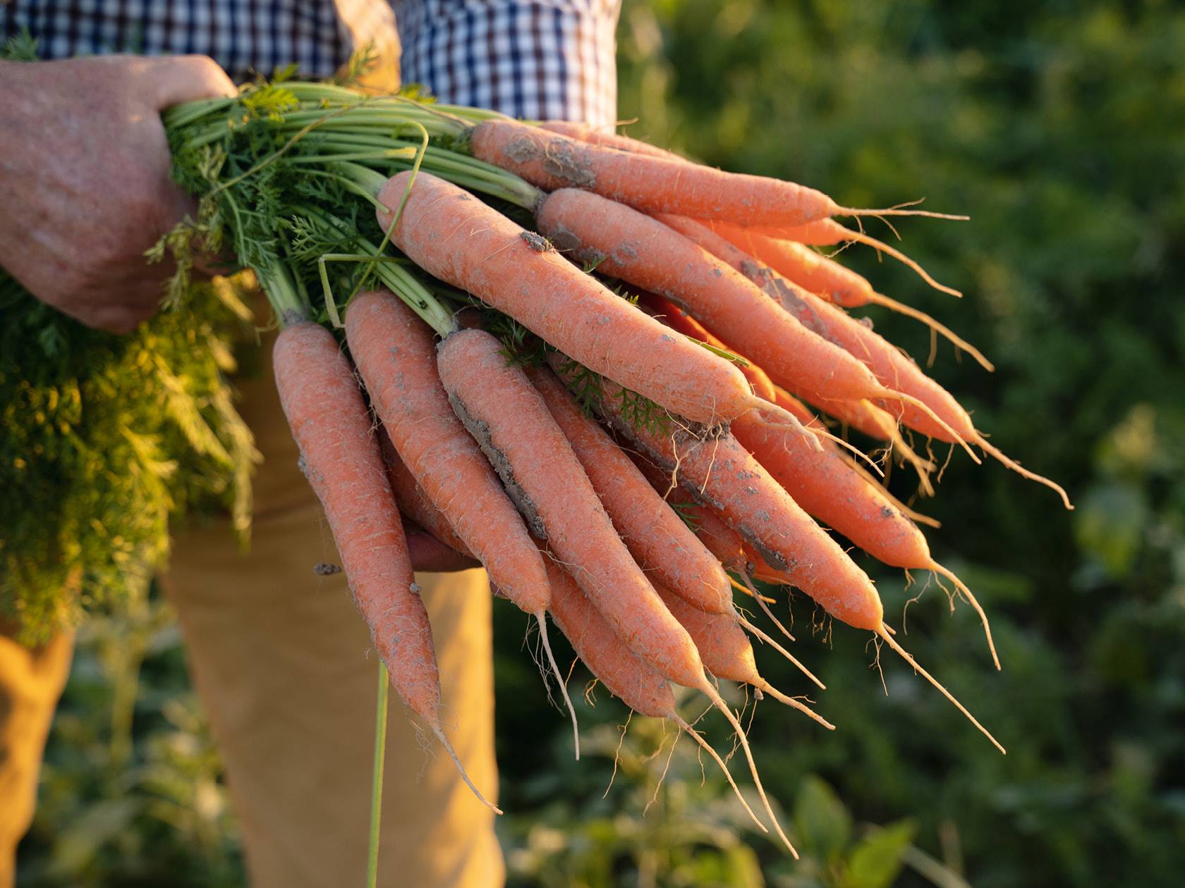 Carota del Fucino IGP