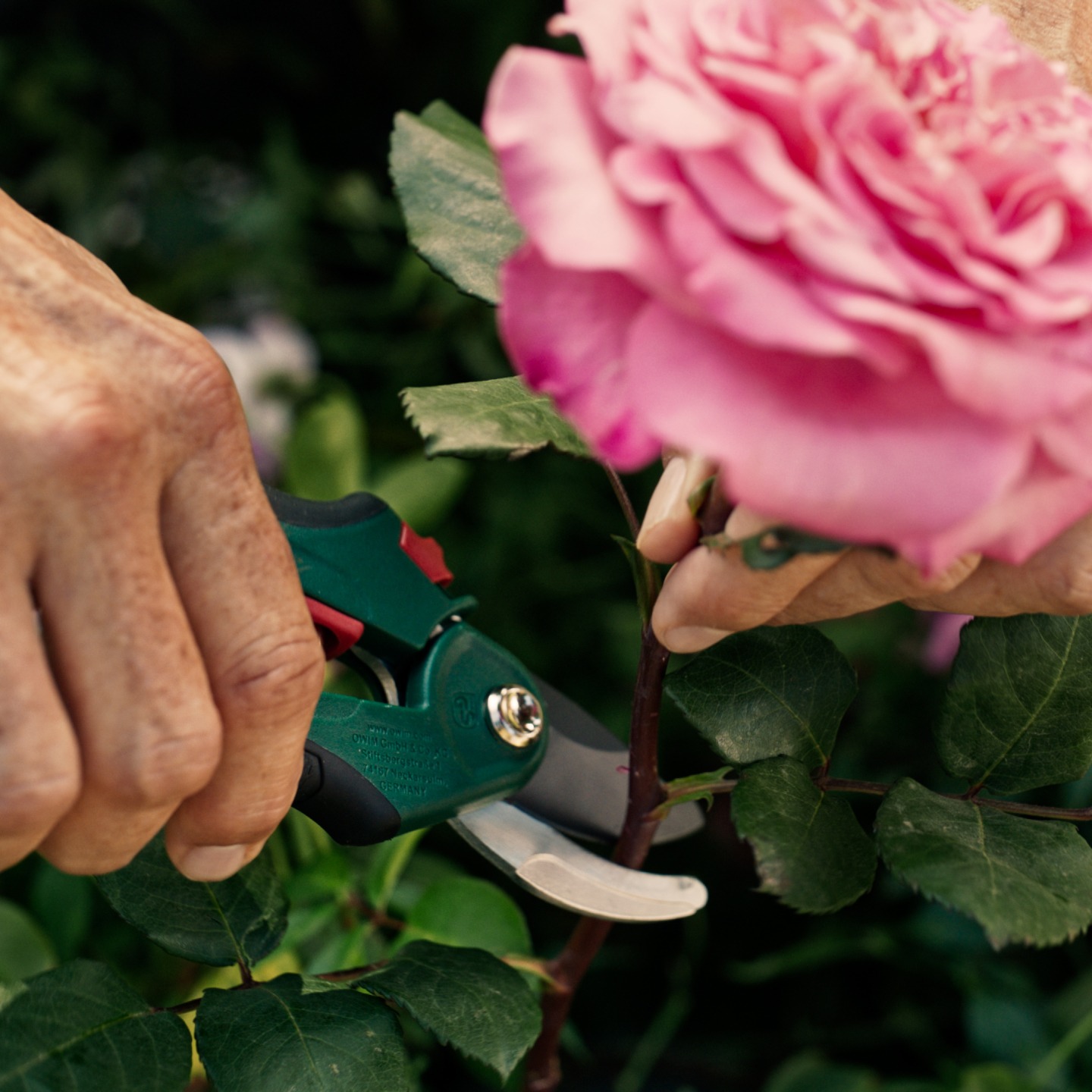 Mano che taglia un gambo di rosa rosa con le cesoie.