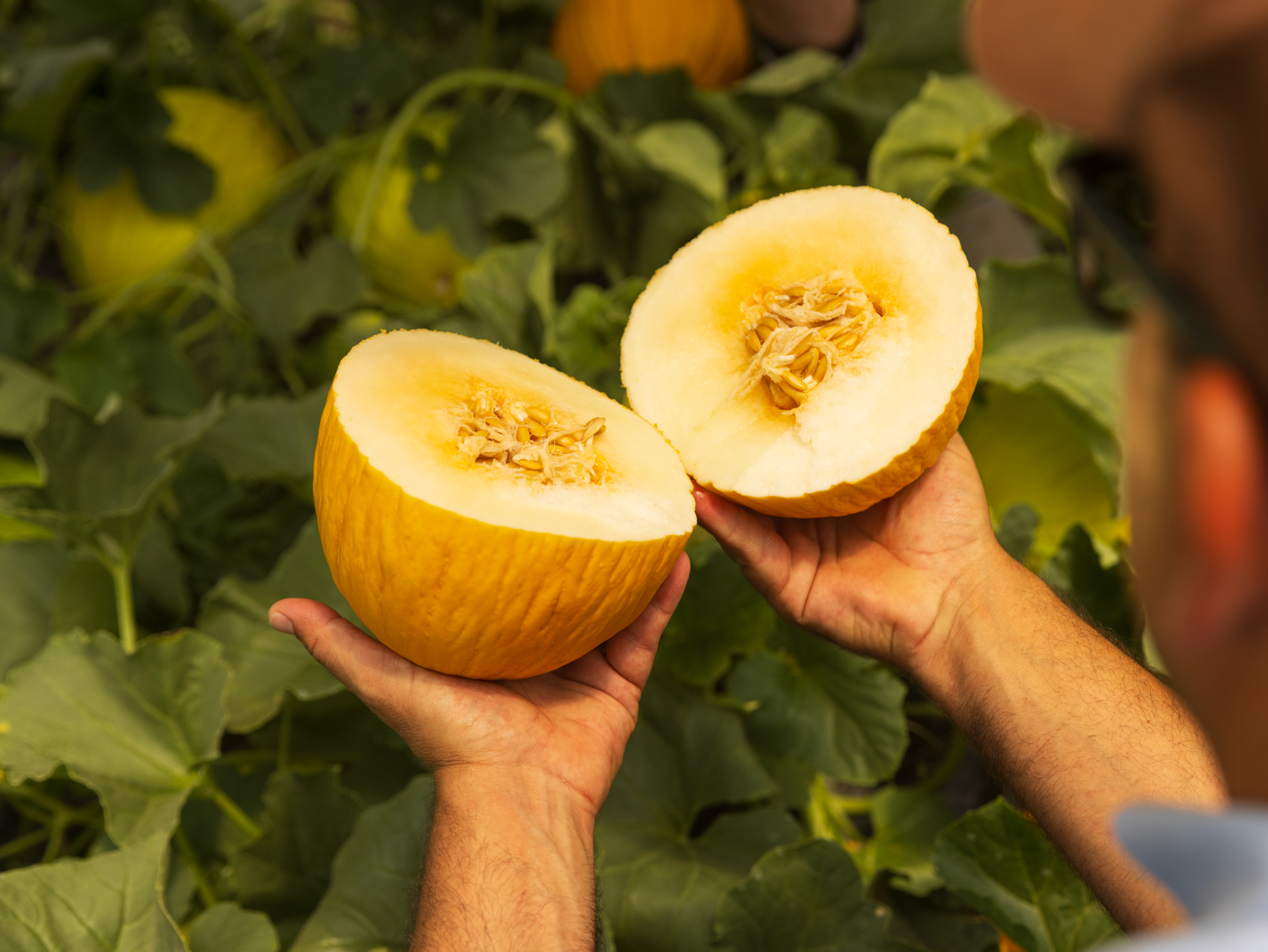 Mani che mostrano due metà di melone giallo maturo, coltivato in serra.