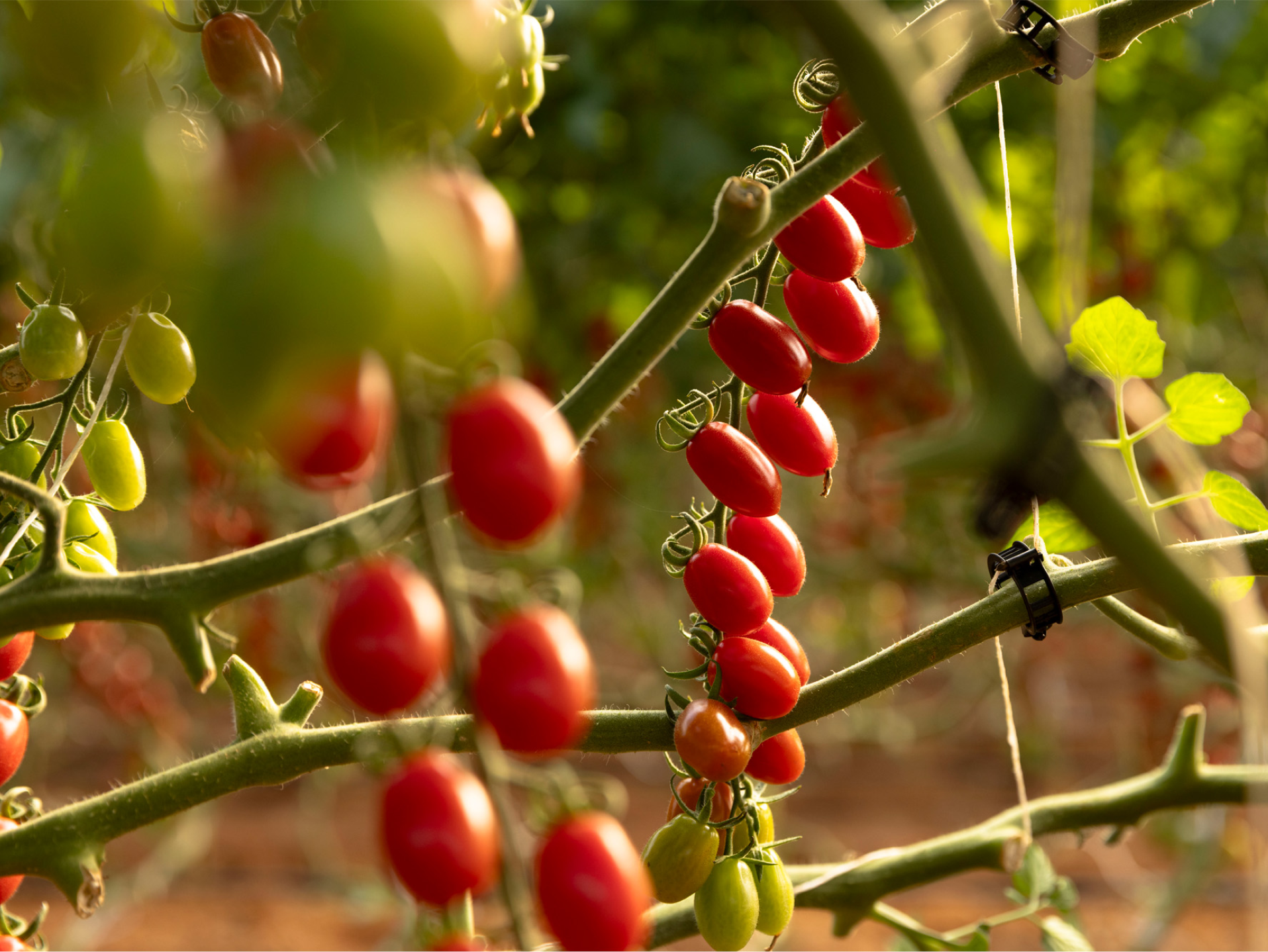 Pomodori ciliegino rossi e verdi che crescono su viti in una serra.