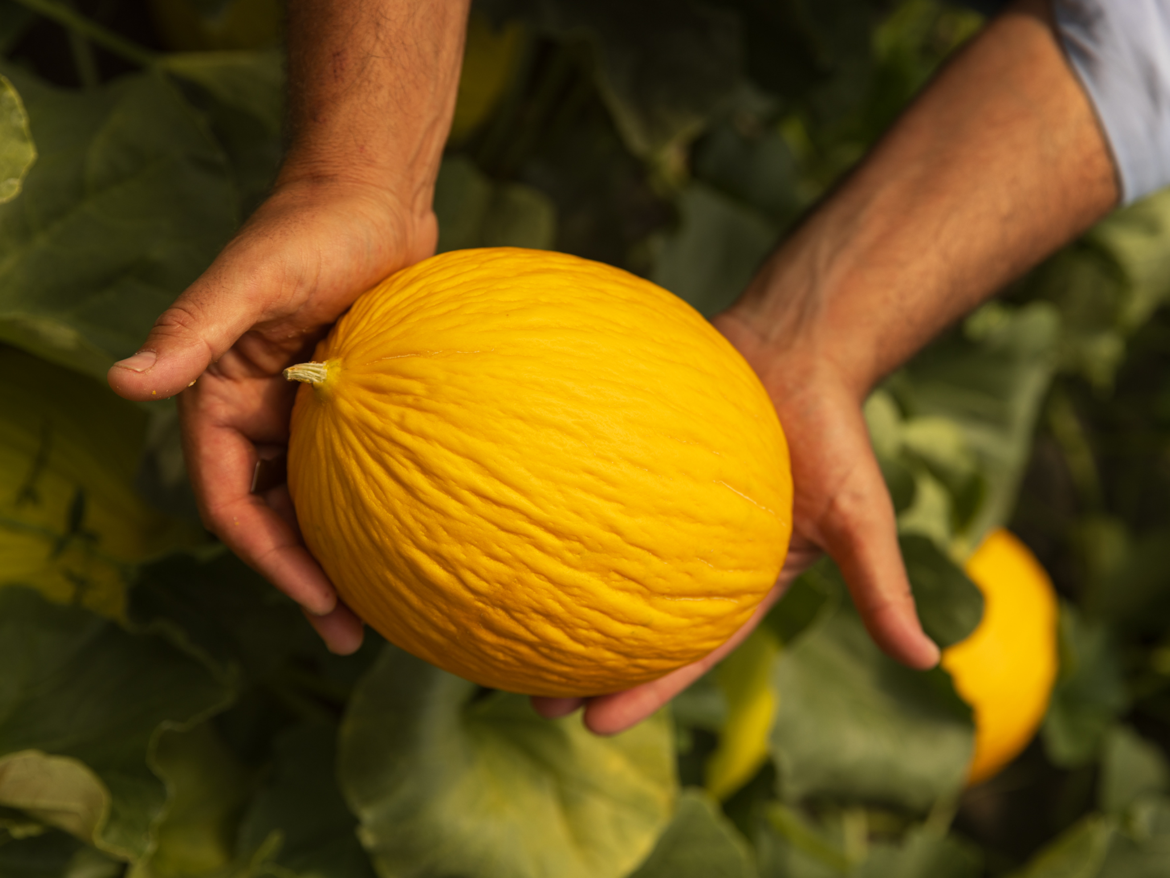 Mani che tengono un melone giallo maturo in un campo.