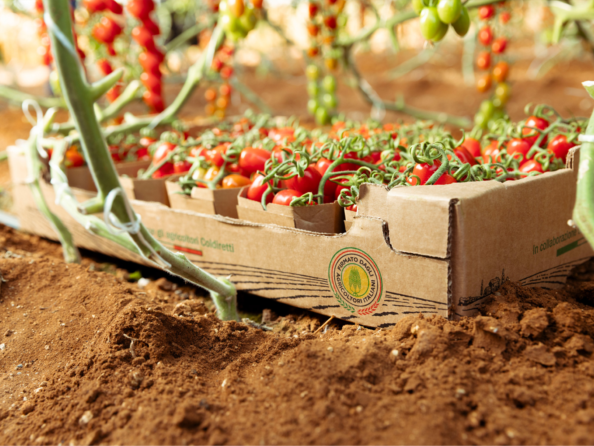 Pomodori ciliegino rossi in cassette di cartone su terreno, con piante di pomodoro sullo sfondo.
