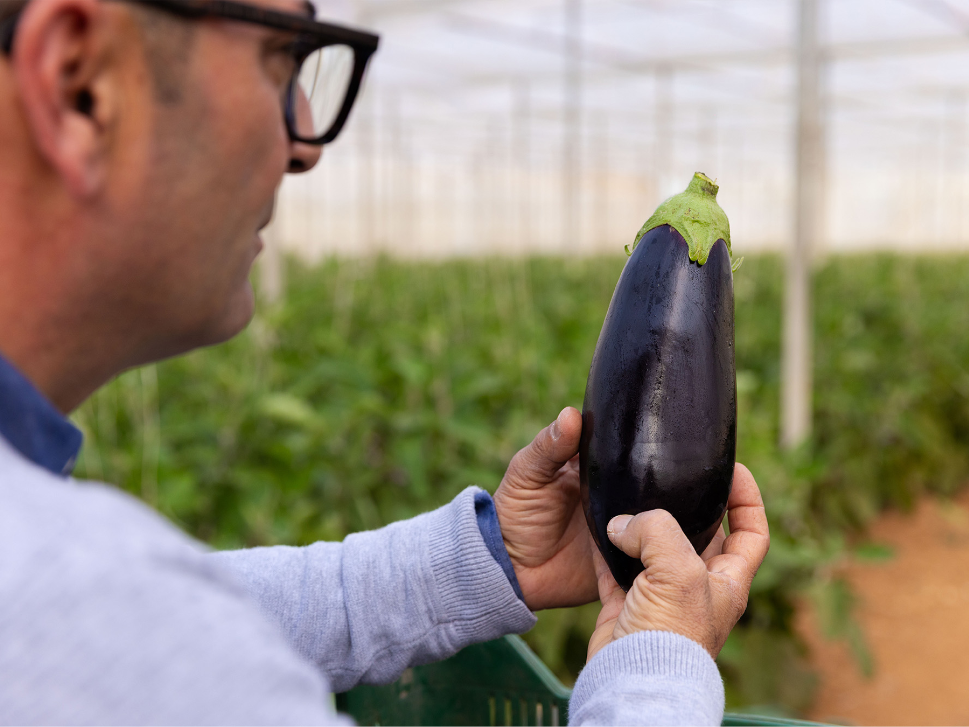 Uomo con occhiali che tiene una melanzana in una serra.
