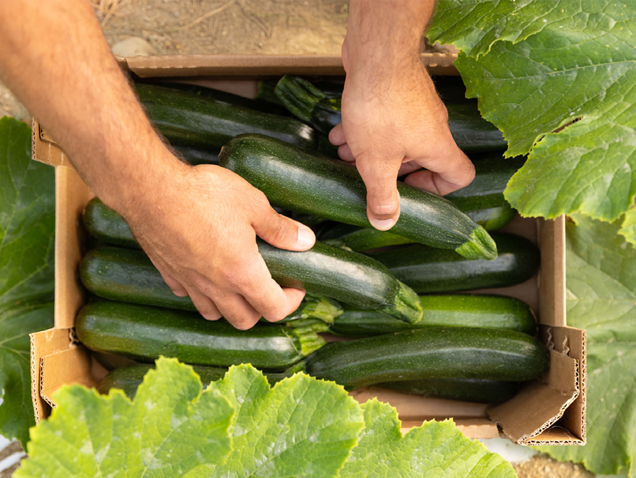 Mani che raccolgono zucchine fresche da una scatola di cartone, circondate da foglie verdi.