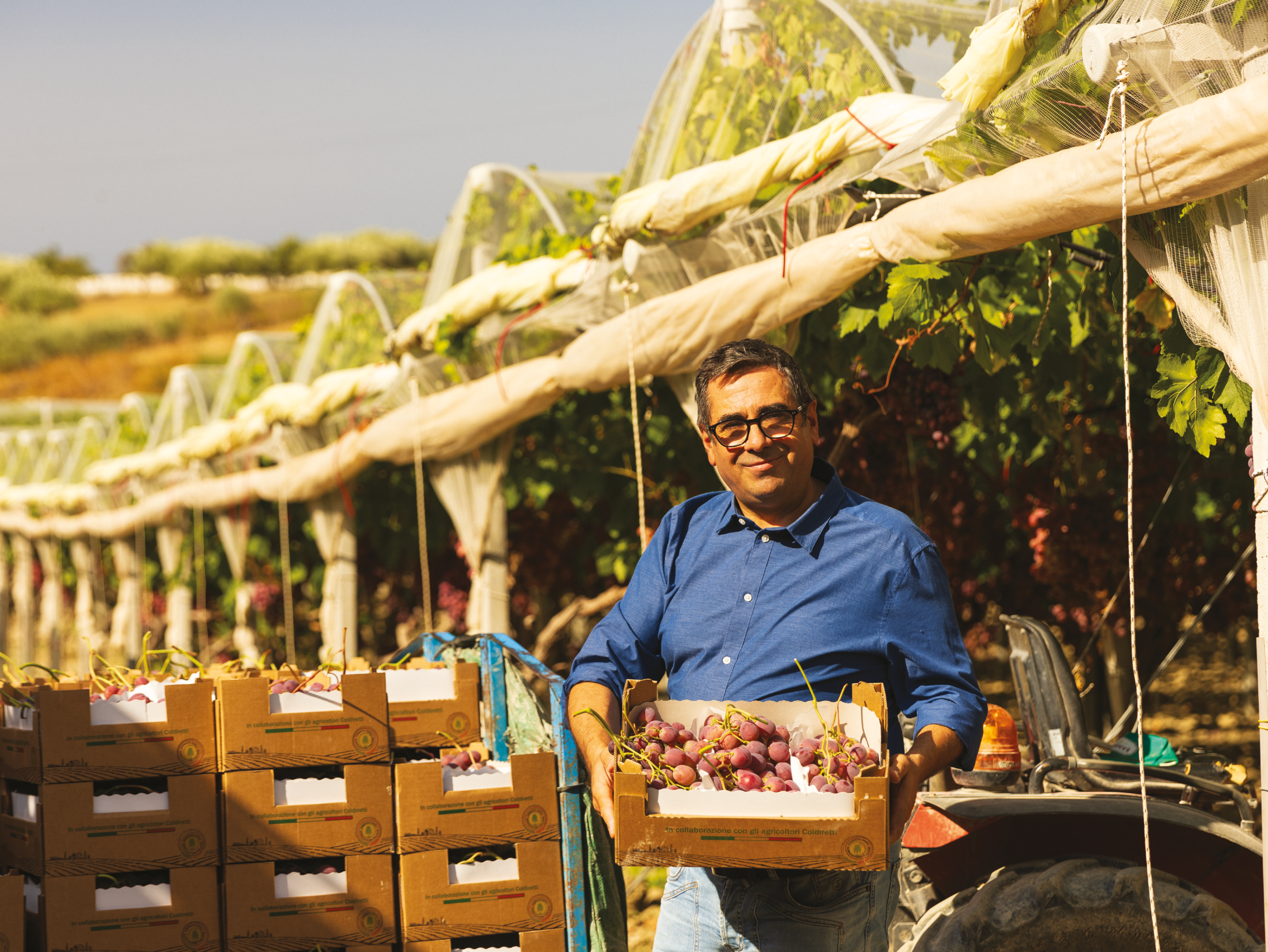 Un uomo sorridente tiene una cassetta di uva rossa appena raccolta in un vigneto.