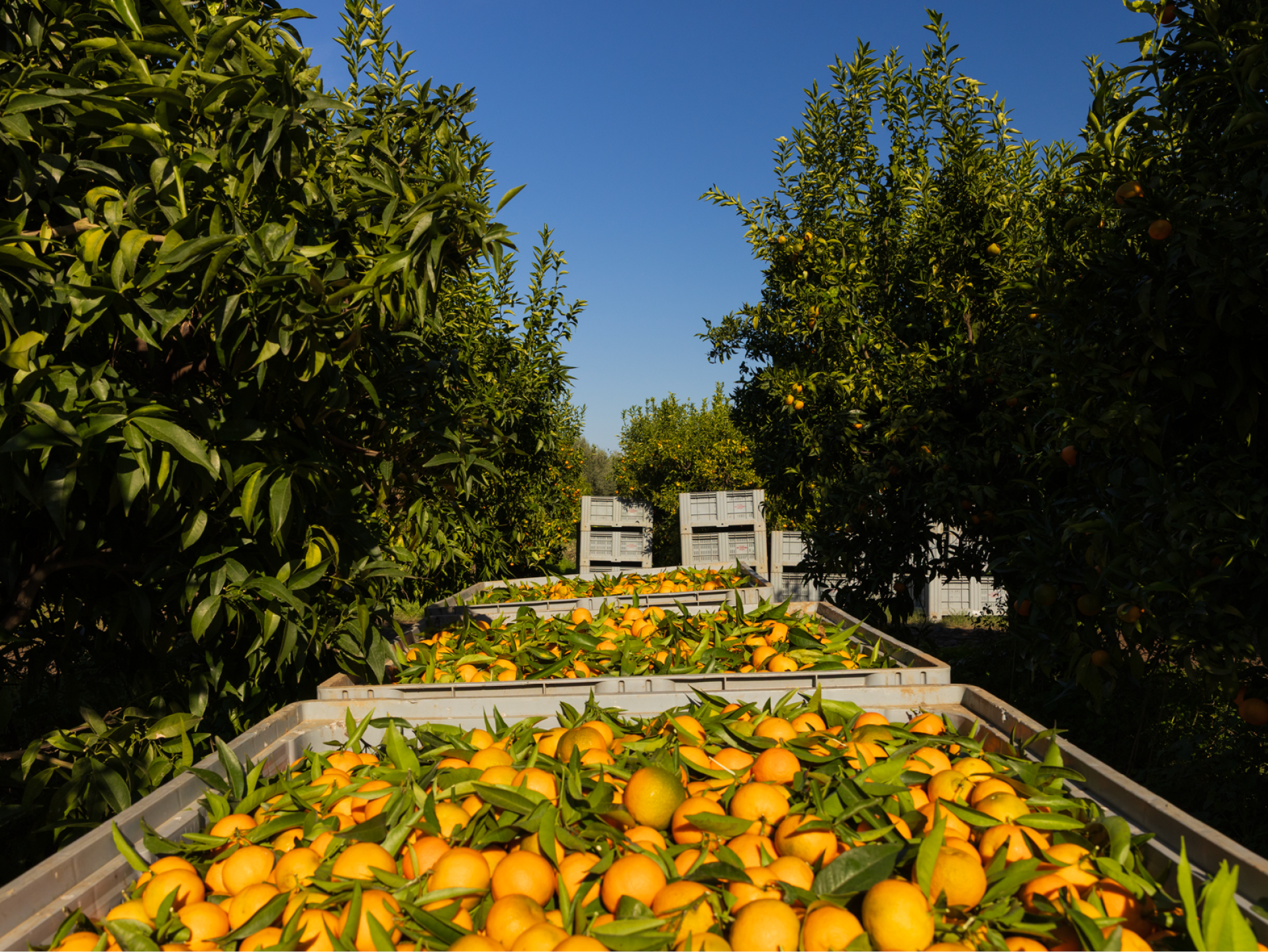 Arance appena raccolte in cassette, con alberi di agrumi e cielo blu sullo sfondo.