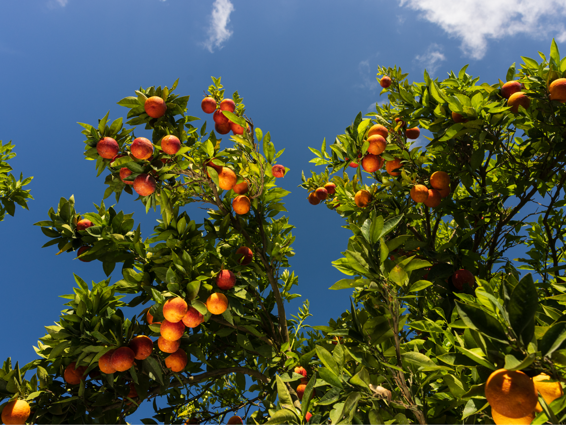 Arance rosse mature su un albero, con foglie verdi e cielo blu sullo sfondo.