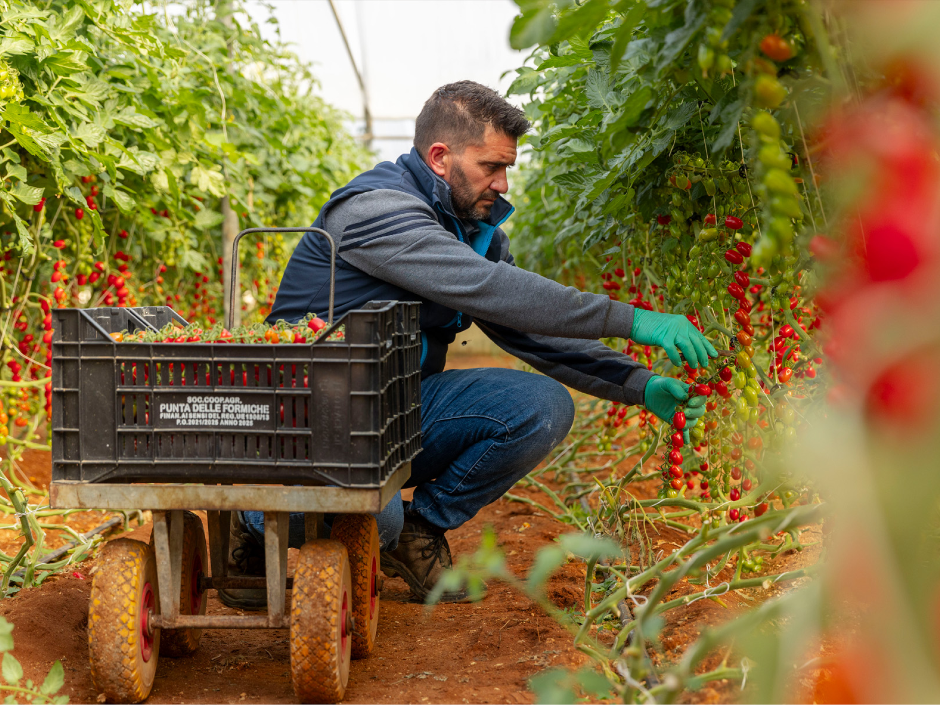 Un agricoltore raccoglie pomodori in una serra, riempiendo una cassa su un carrello.
