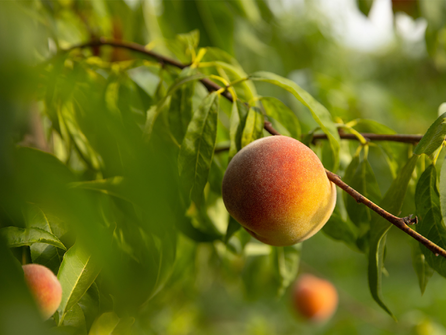 Pesche mature e succose appese a un ramo verde, pronte per essere raccolte.