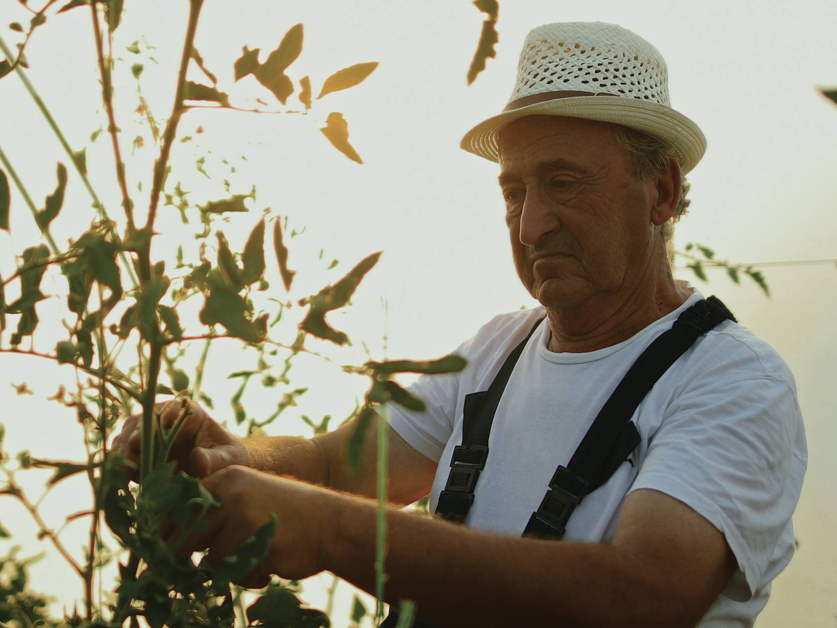 Che cosa vuol dire il sigillo Firmato dagli Agricoltori Italiani? 