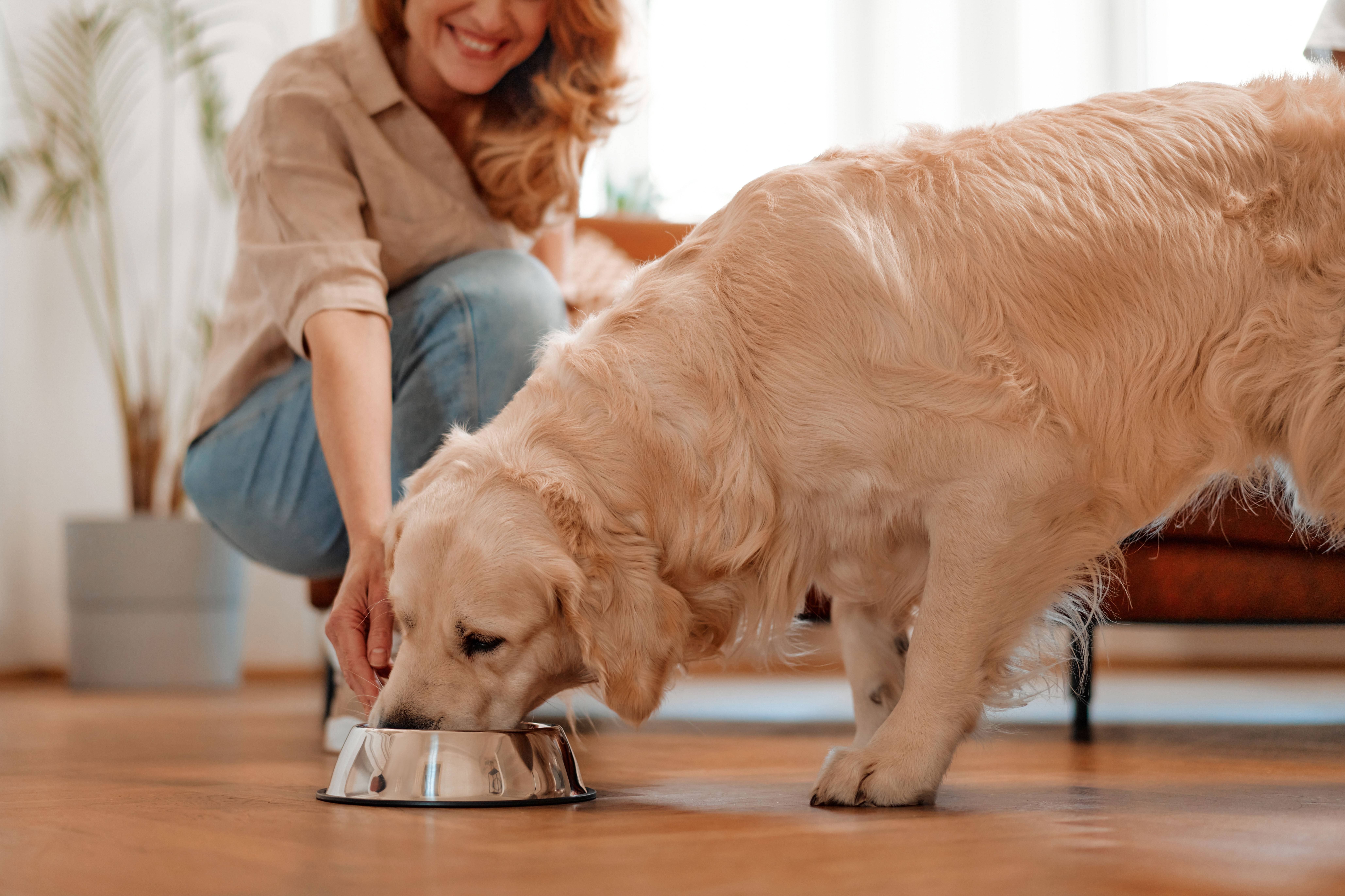 Donna che nutre un cane da una ciotola sul pavimento.