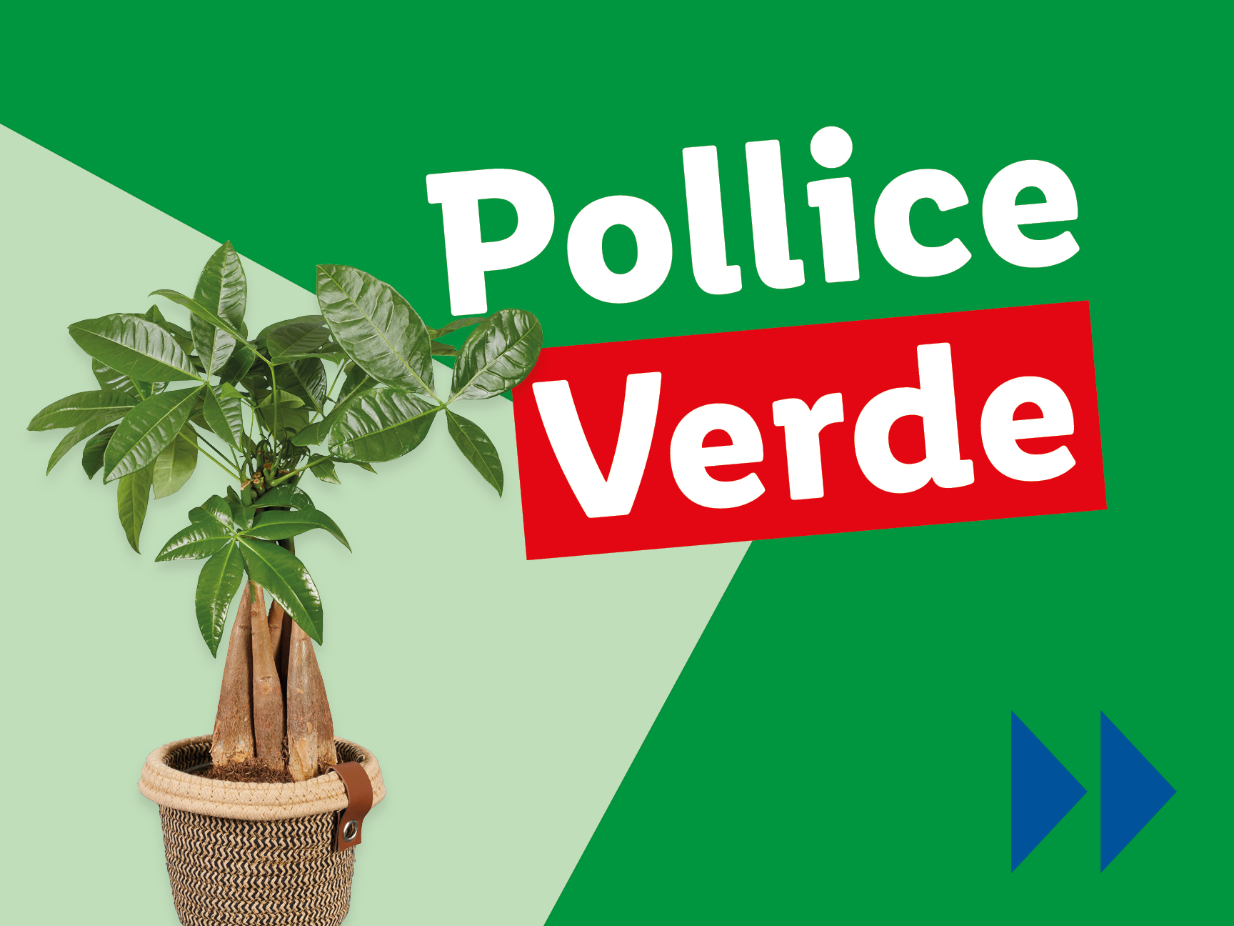 Pianta di Pachira acquatica in vaso, con testo 'Pollice Verde'.