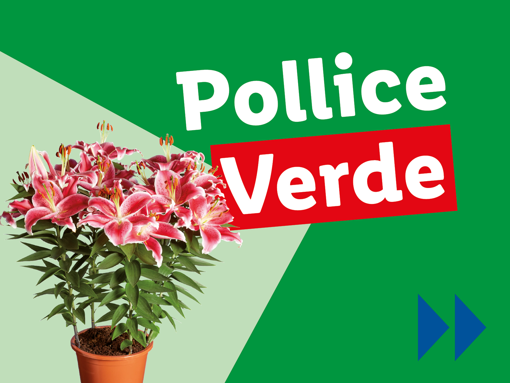 Un vaso di gigli rosa con il testo 'Pollice Verde' su sfondo verde.