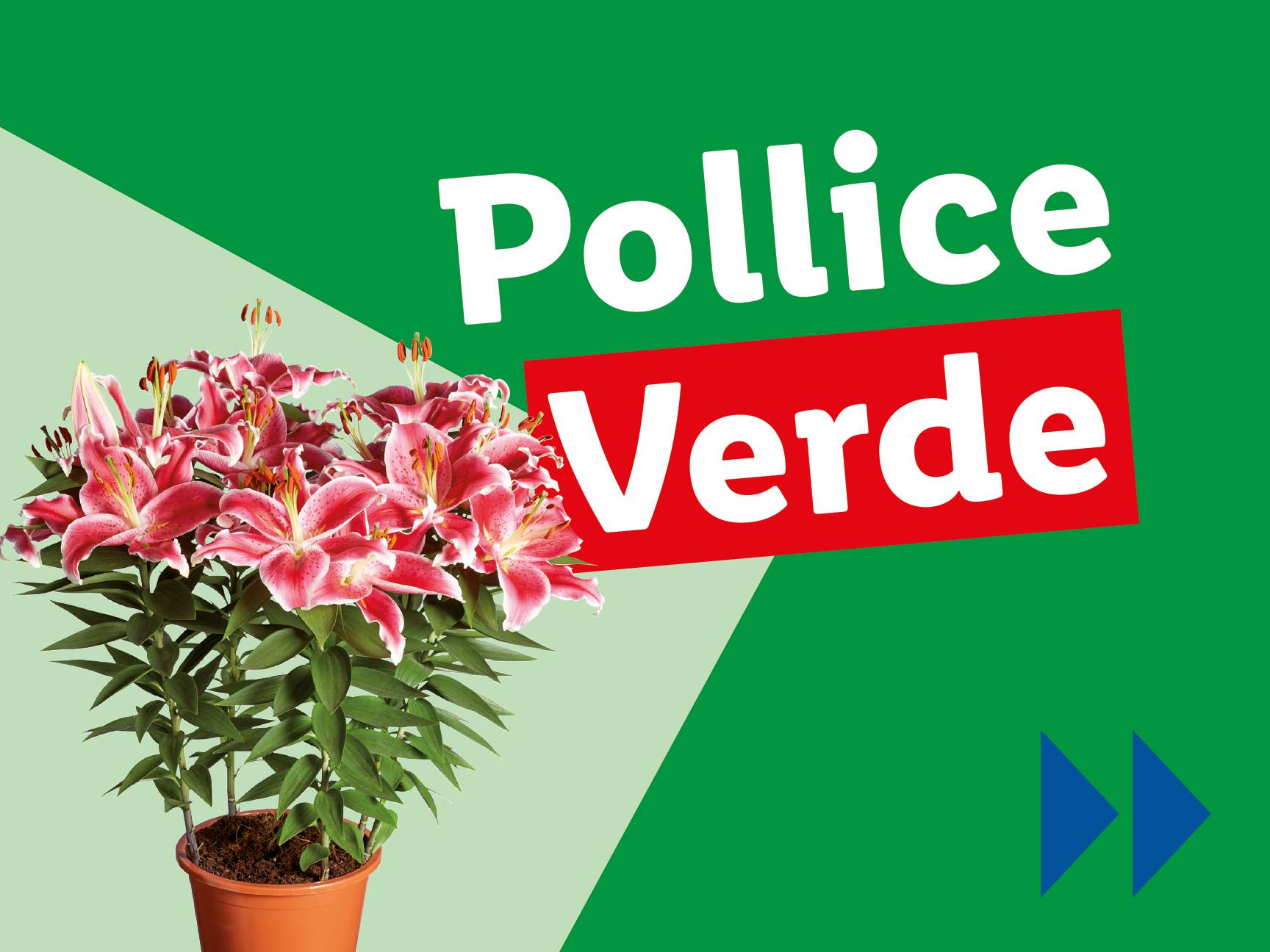 Un vaso di gigli rosa e bianchi con il testo 'Pollice Verde' su sfondo verde.