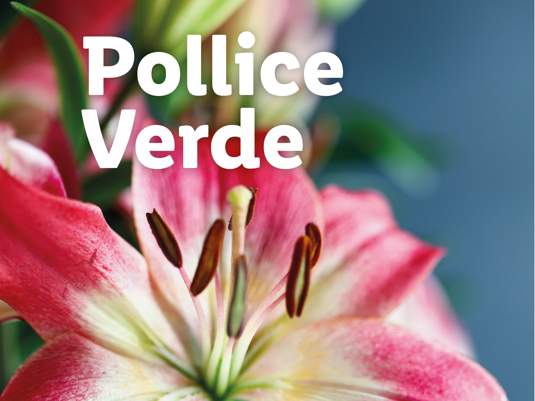 Primo piano di un giglio rosa e bianco con il testo 'Pollice Verde'.