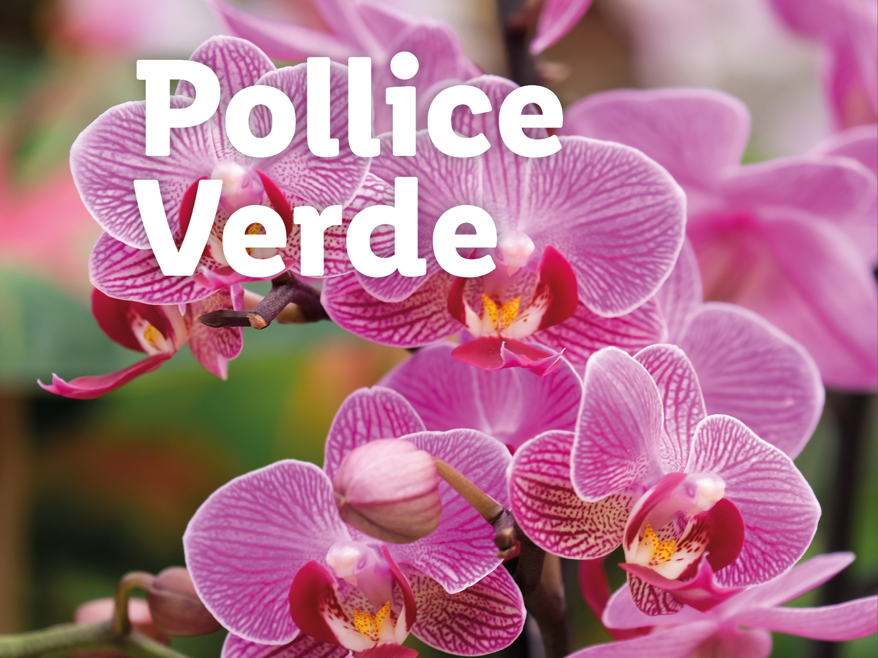 Orchidee rosa con testo bianco 'Pollice Verde'.