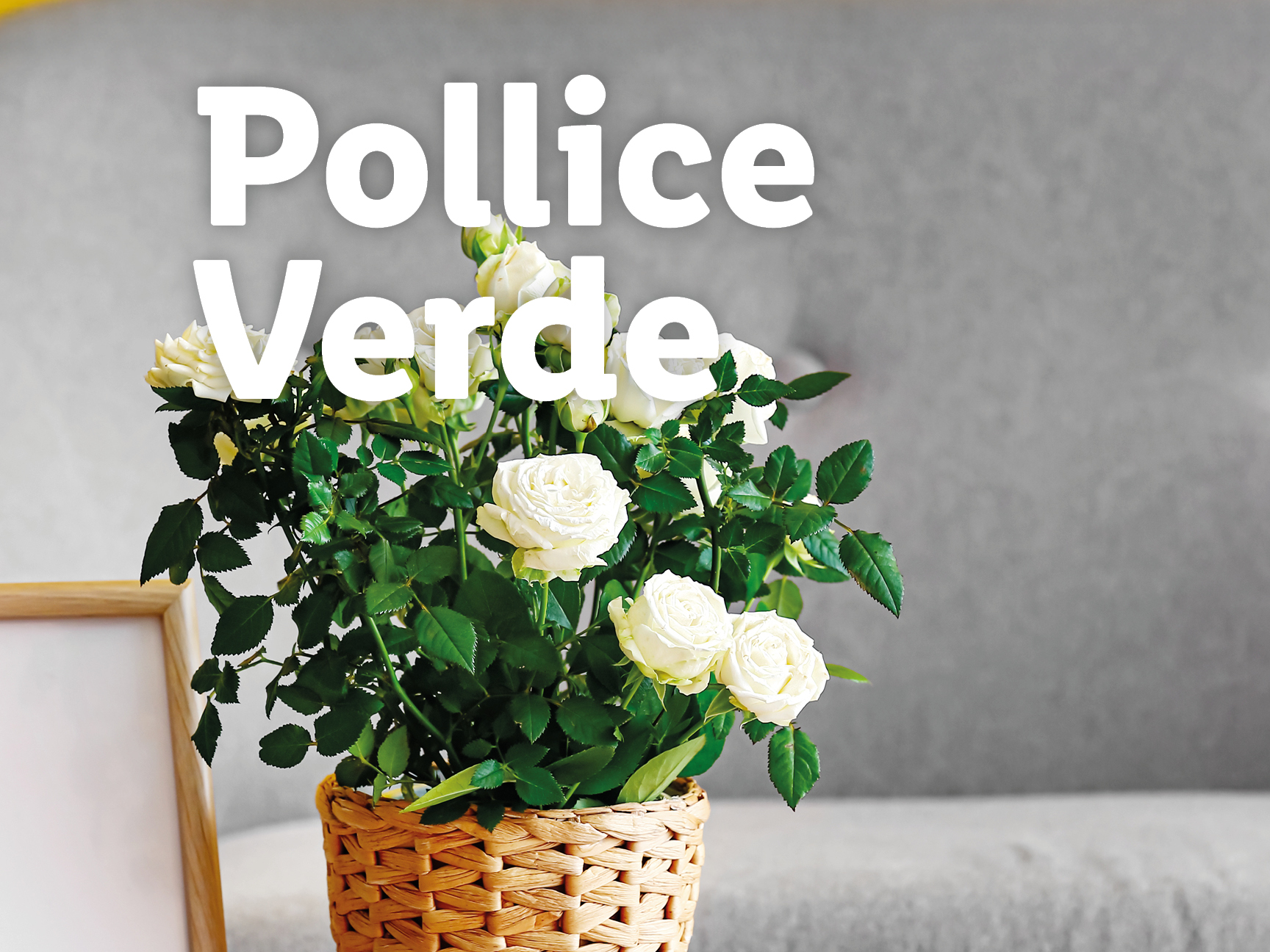 Pianta di rose bianche in vaso di vimini con testo 'Pollice Verde'.