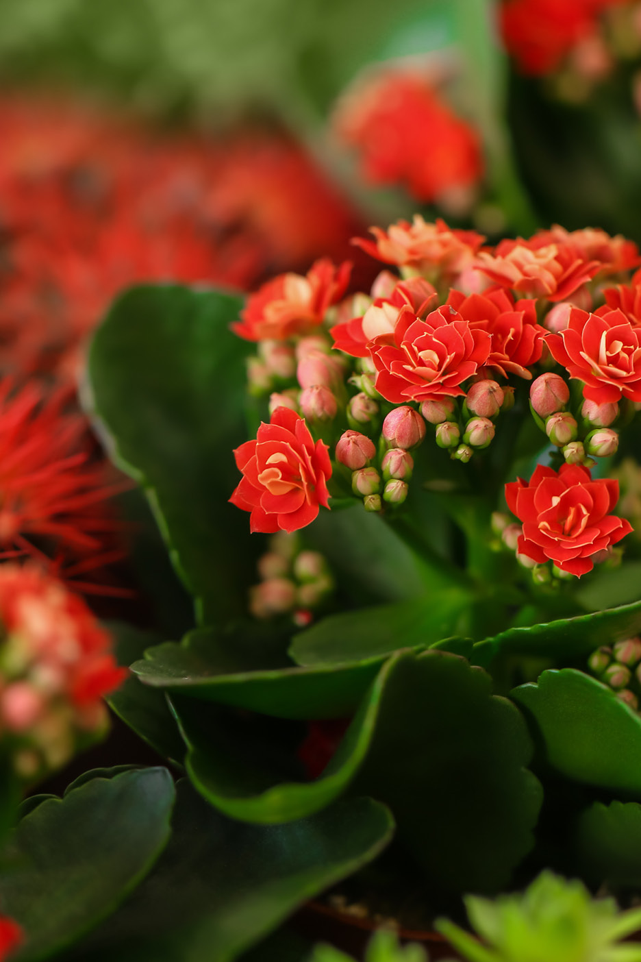 Pianta di Kalanchoe in fiore con piccoli fiori rossi e boccioli.