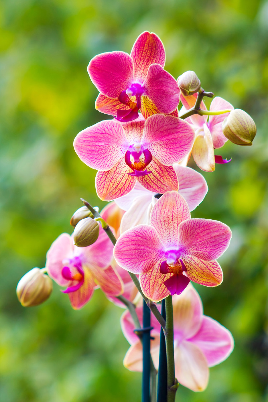 Orchidee rosa e arancioni con boccioli su sfondo verde sfocato.