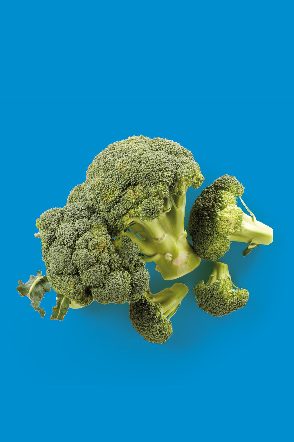 Broccoli freschi su sfondo blu.