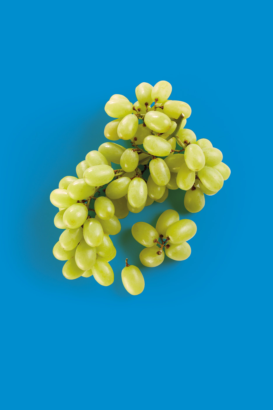 Uva bianca su sfondo blu.
