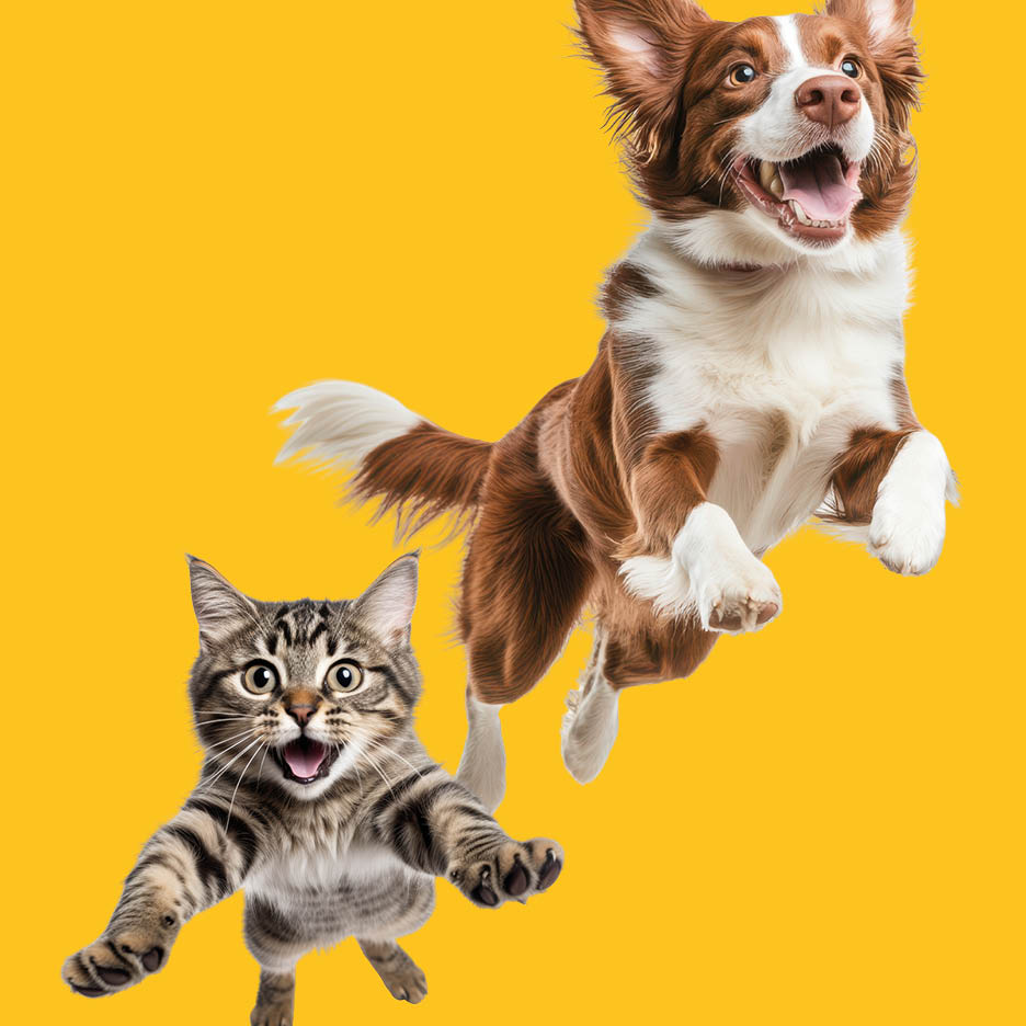 Cane e gatto che saltano con espressioni felici su sfondo giallo.