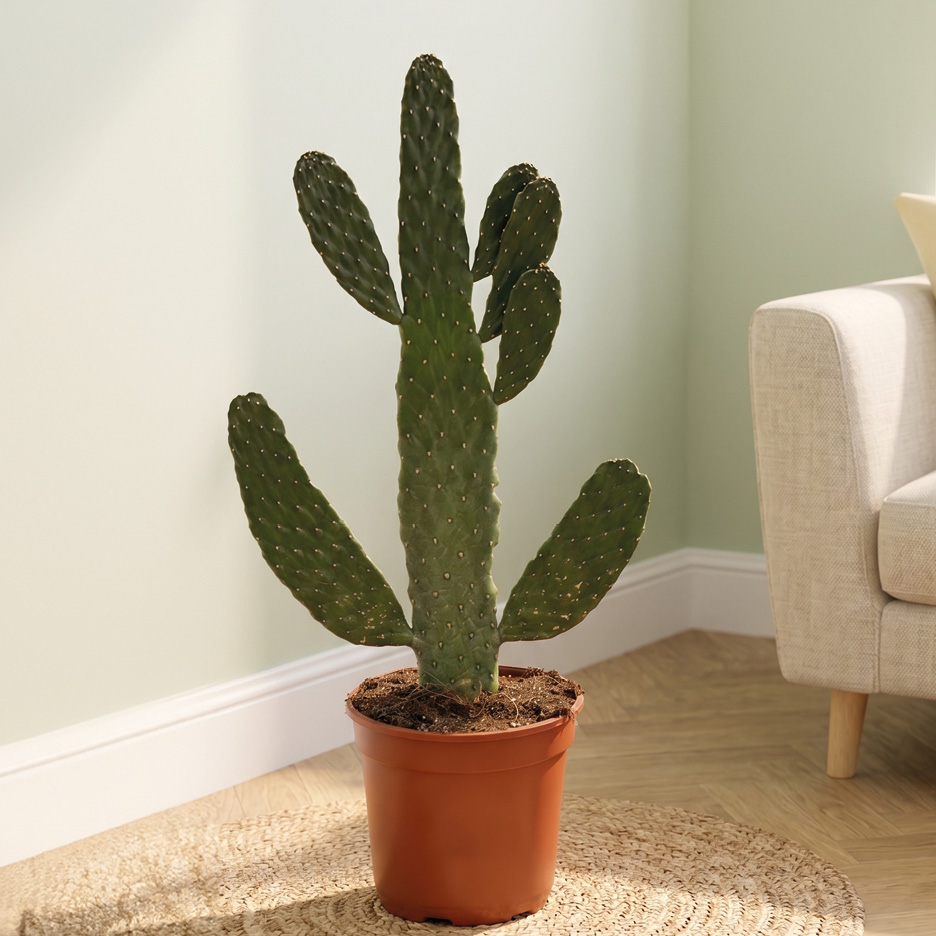 Un cactus Opuntia in vaso marrone su un tappeto di paglia, con un divano beige sullo sfondo.