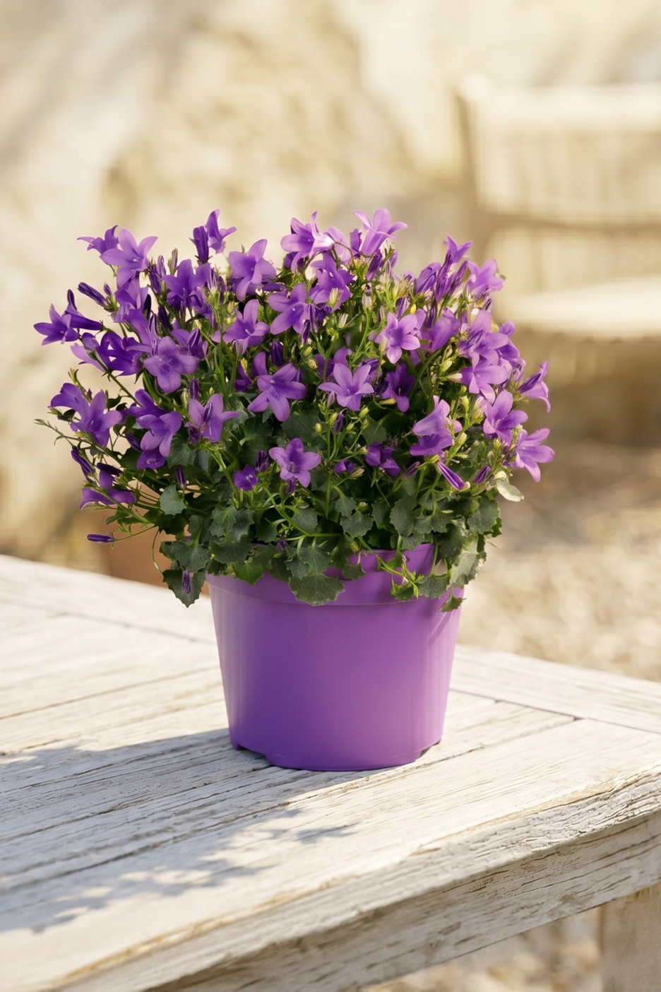 Vaso di fiori viola con campanule su un tavolo di legno