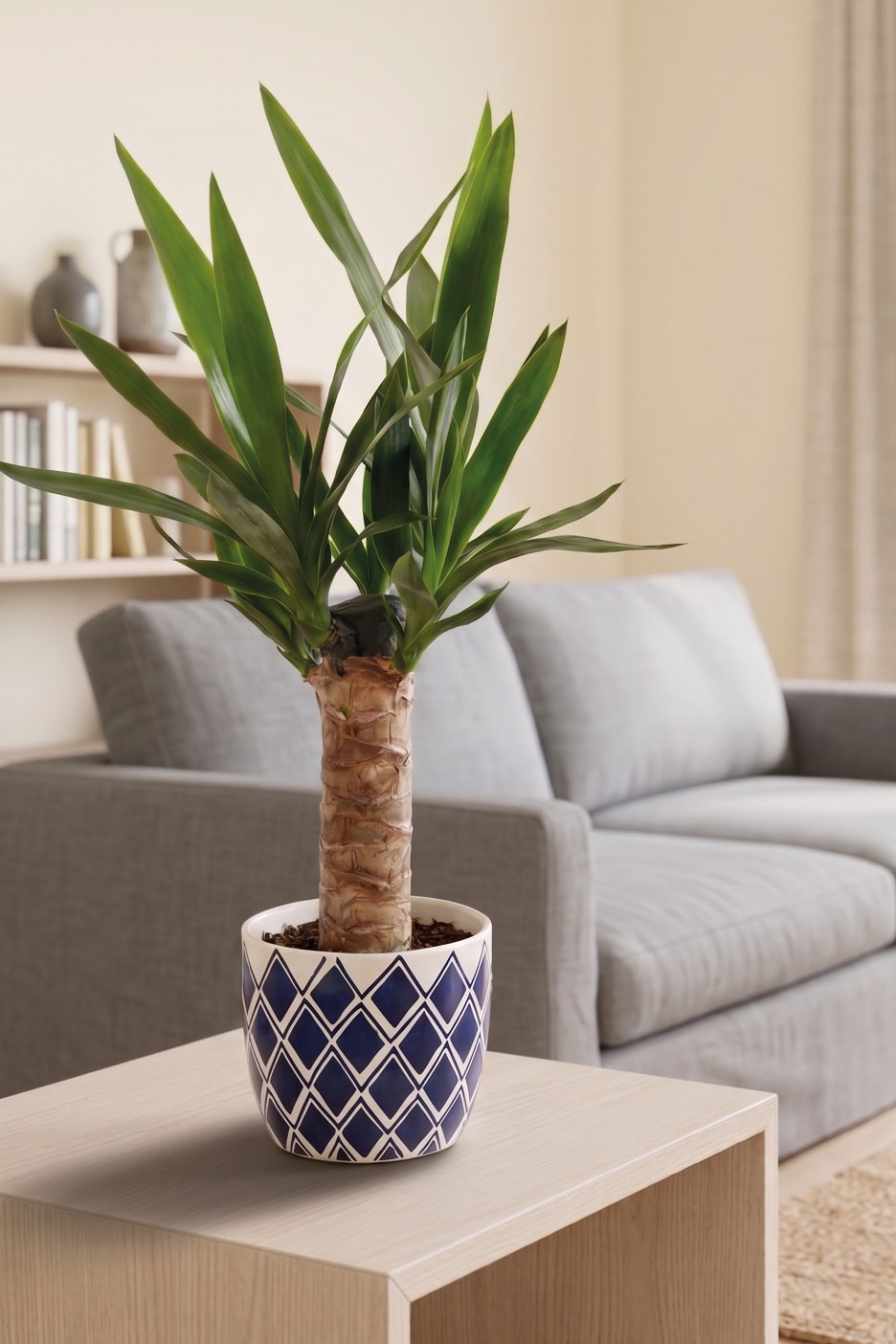 Pianta di yucca in vaso decorativo su tavolino in soggiorno con divano grigio.