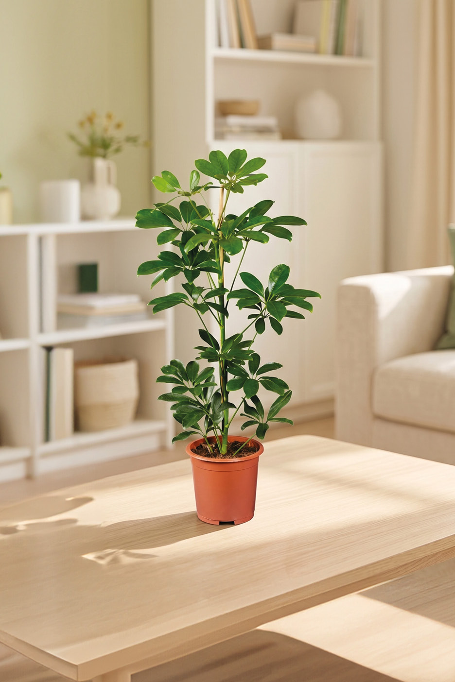 Pianta verde in vaso marrone su un tavolo di legno chiaro in un soggiorno luminoso.