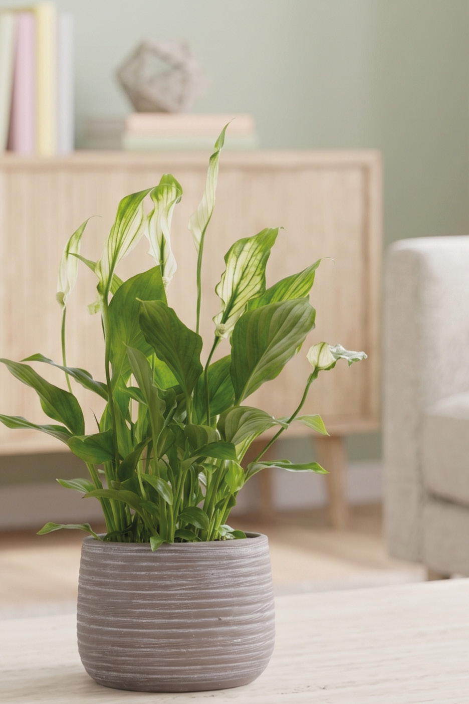 Pianta di spatifillo in vaso di ceramica grigia su un tavolo in un soggiorno luminoso.