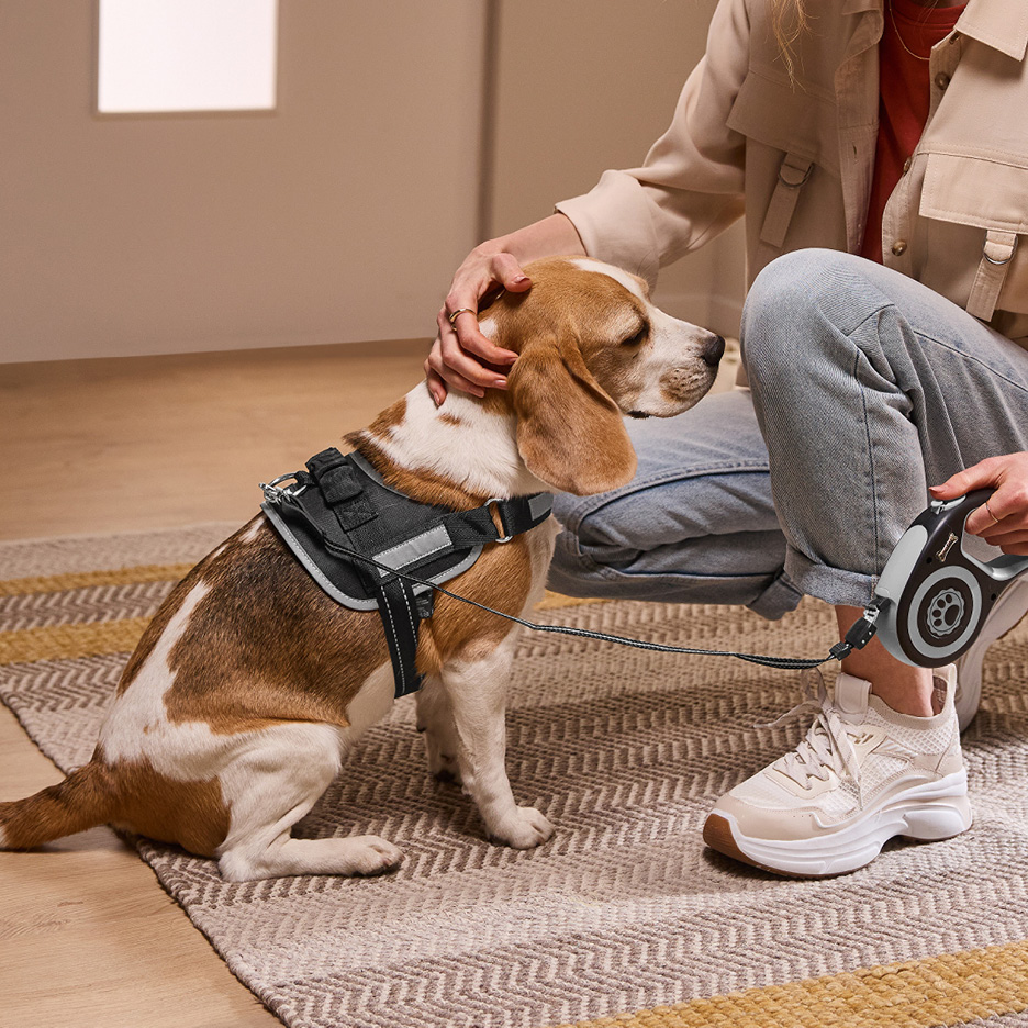 Un beagle con pettorina e guinzaglio retrattile, accarezzato da una persona.