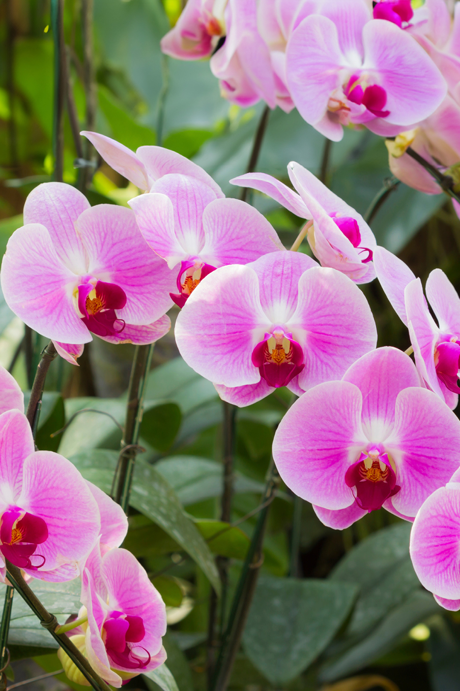 Un gruppo di orchidee rosa con centri rossi e bianchi, con foglie verdi sfocate sullo sfondo.