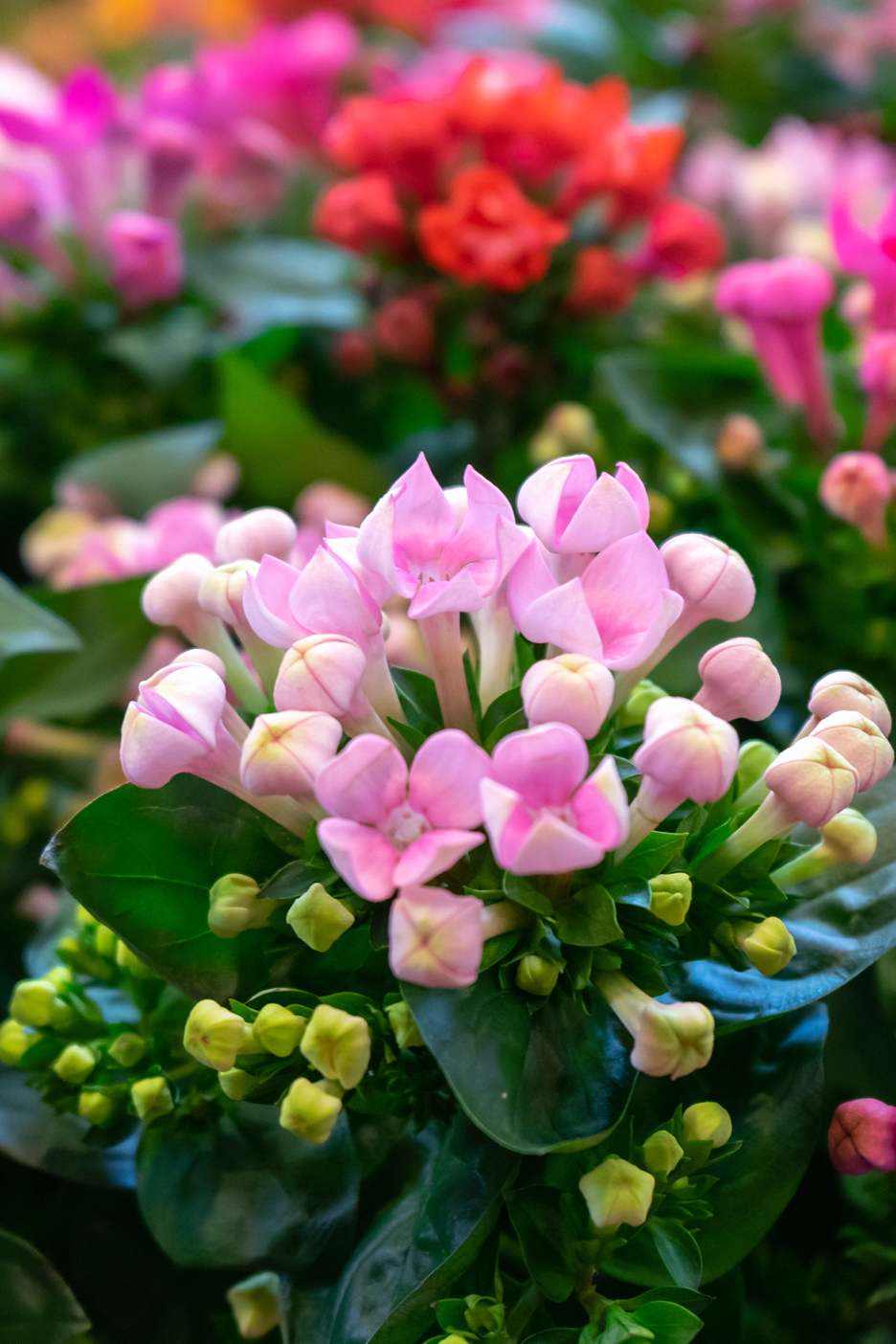 Fiori rosa e rossi in primo piano, con boccioli verdi e foglie scure.