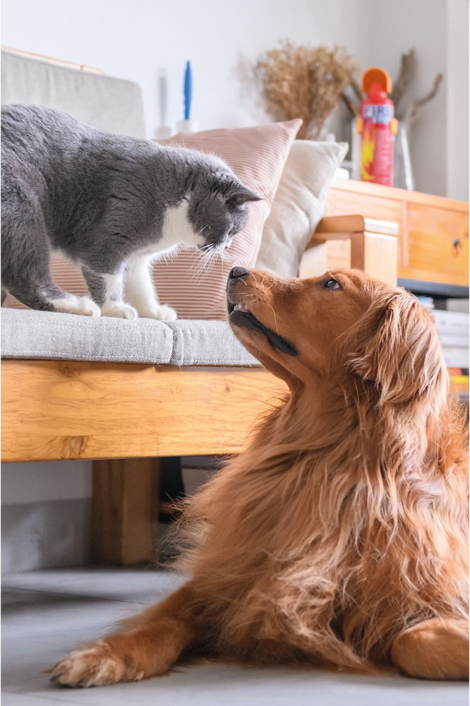 Un gatto grigio e bianco su un divano che guarda un golden retriever sdraiato sul pavimento.