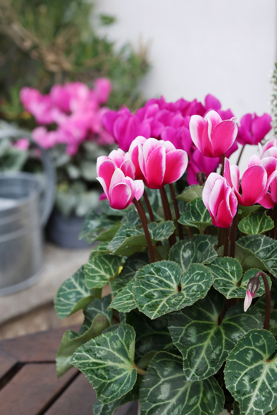 Ciclamini rosa e bianchi in primo piano con altri fiori rosa sfocati sullo sfondo.