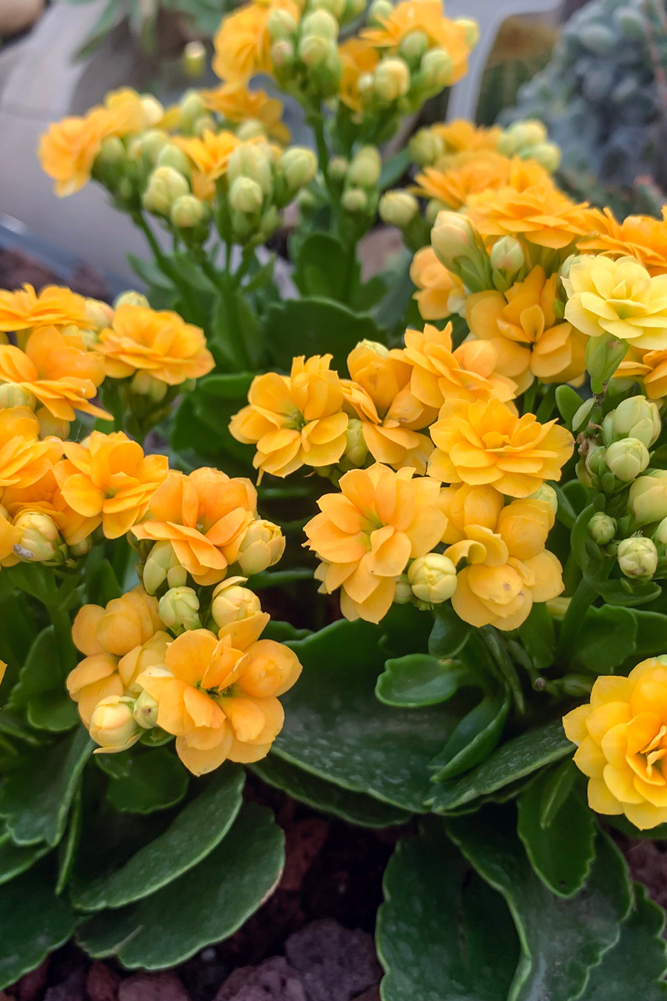 Pianta di Kalanchoe con fiori gialli e boccioli