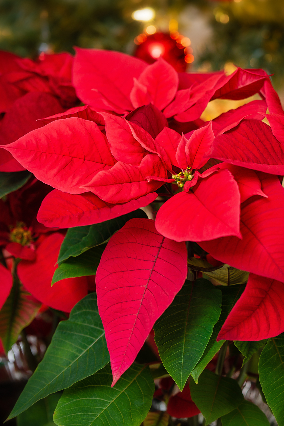 Poinsettia rossa con foglie verdi e decorazioni natalizie sfocate sullo sfondo.