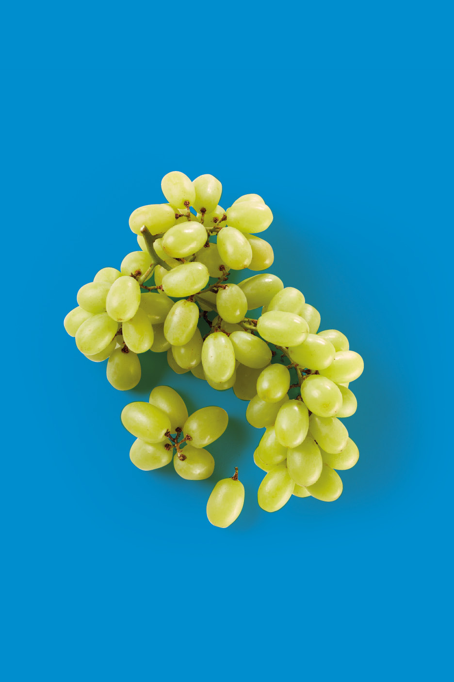 Uva bianca su sfondo blu.