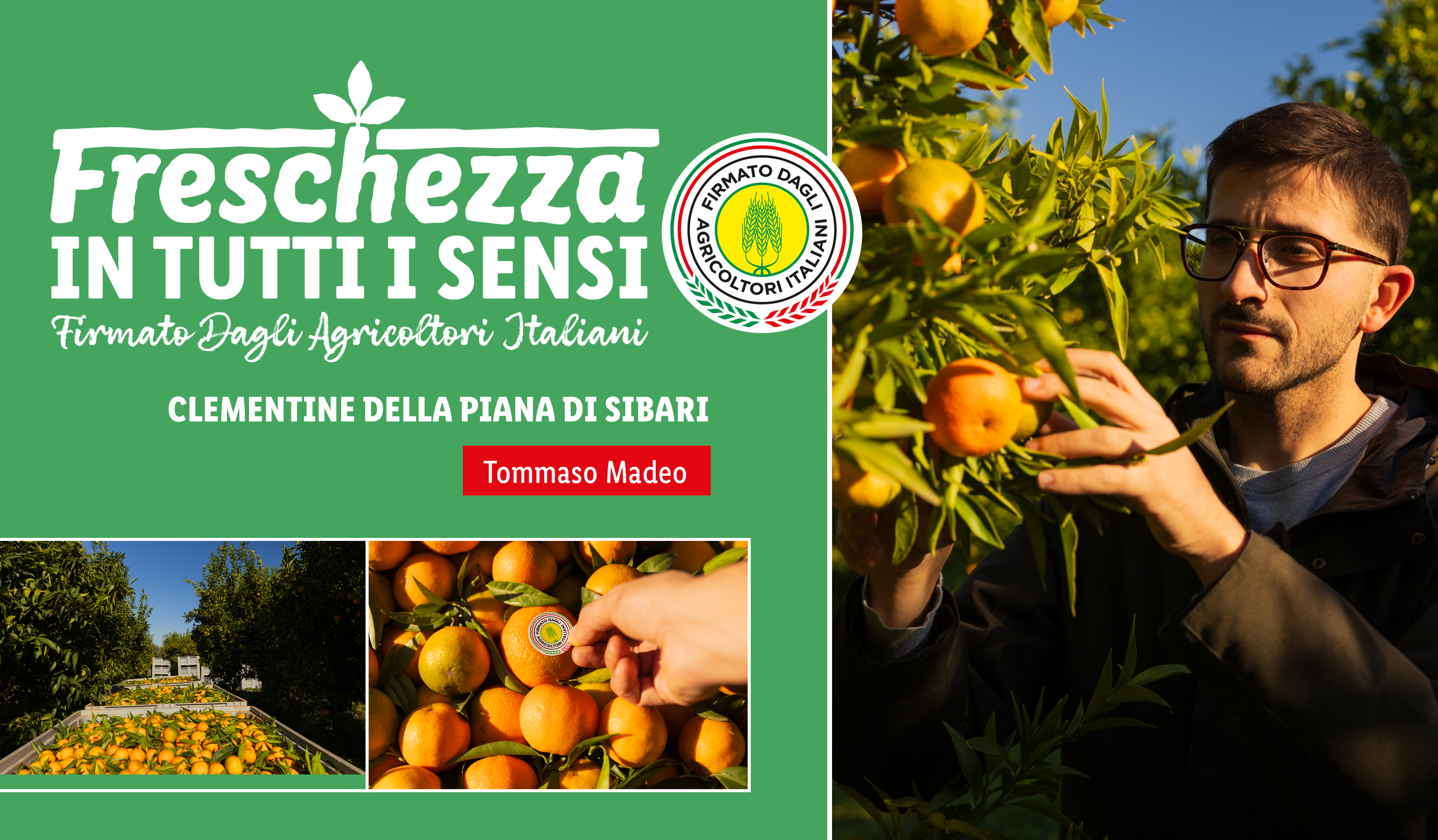 Uomo che raccoglie clementine, con testo 'Freschezza in tutti i sensi' e logo 'Firmato Dagli Agricoltori Italiani'.
