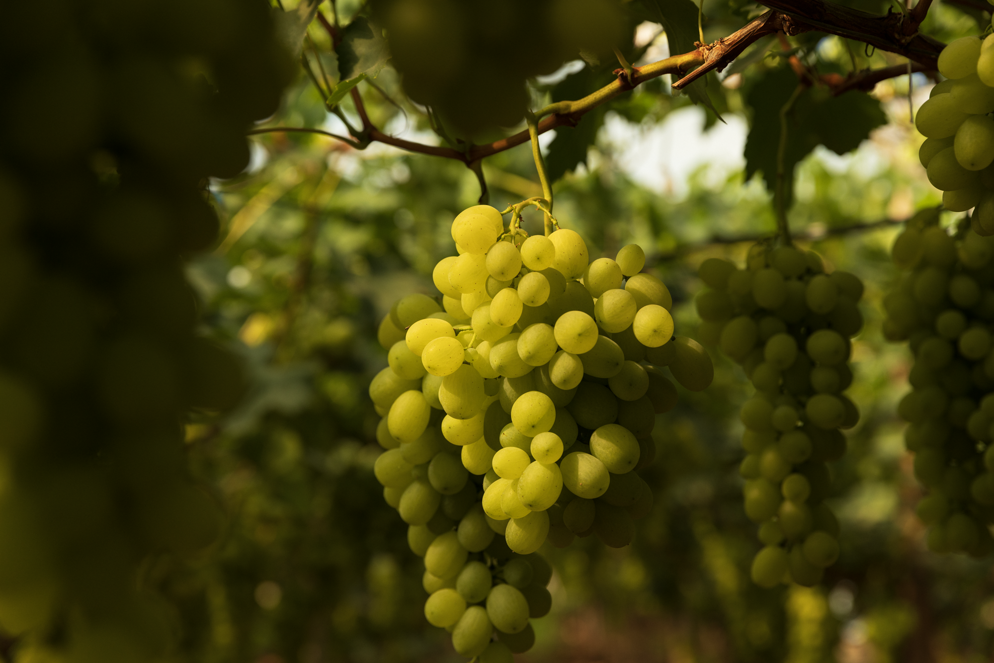 Uva verde matura appesa a un vigneto