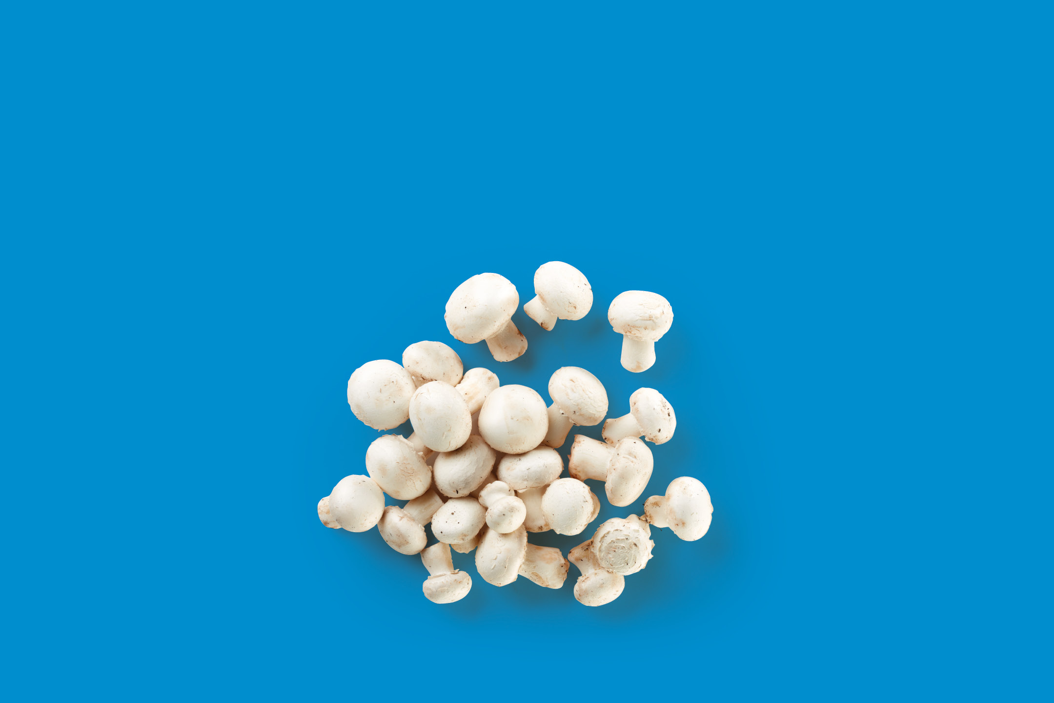 Funghi champignon freschi su sfondo blu.