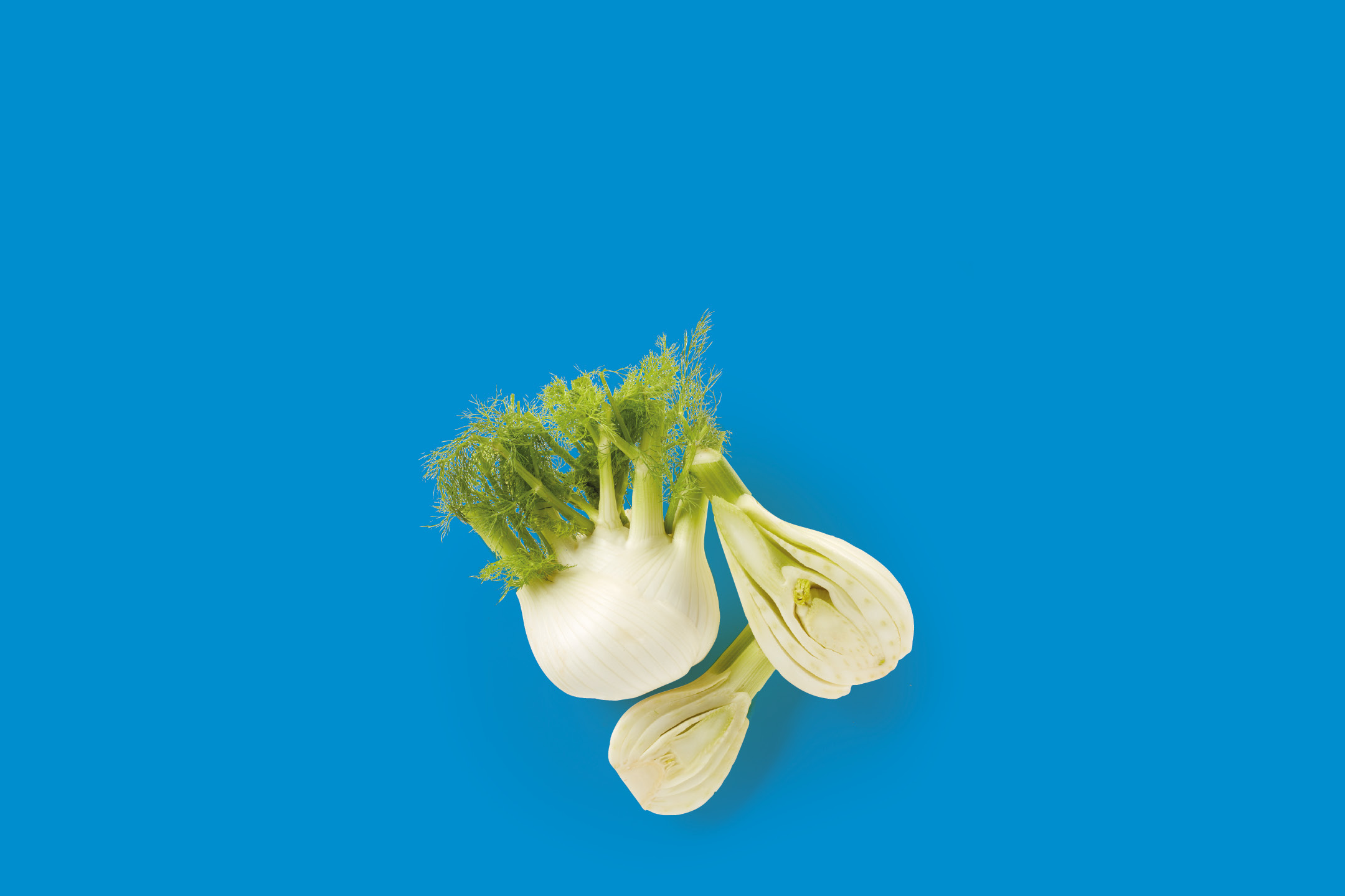 Finocchio fresco intero e tagliato a metà su sfondo blu.