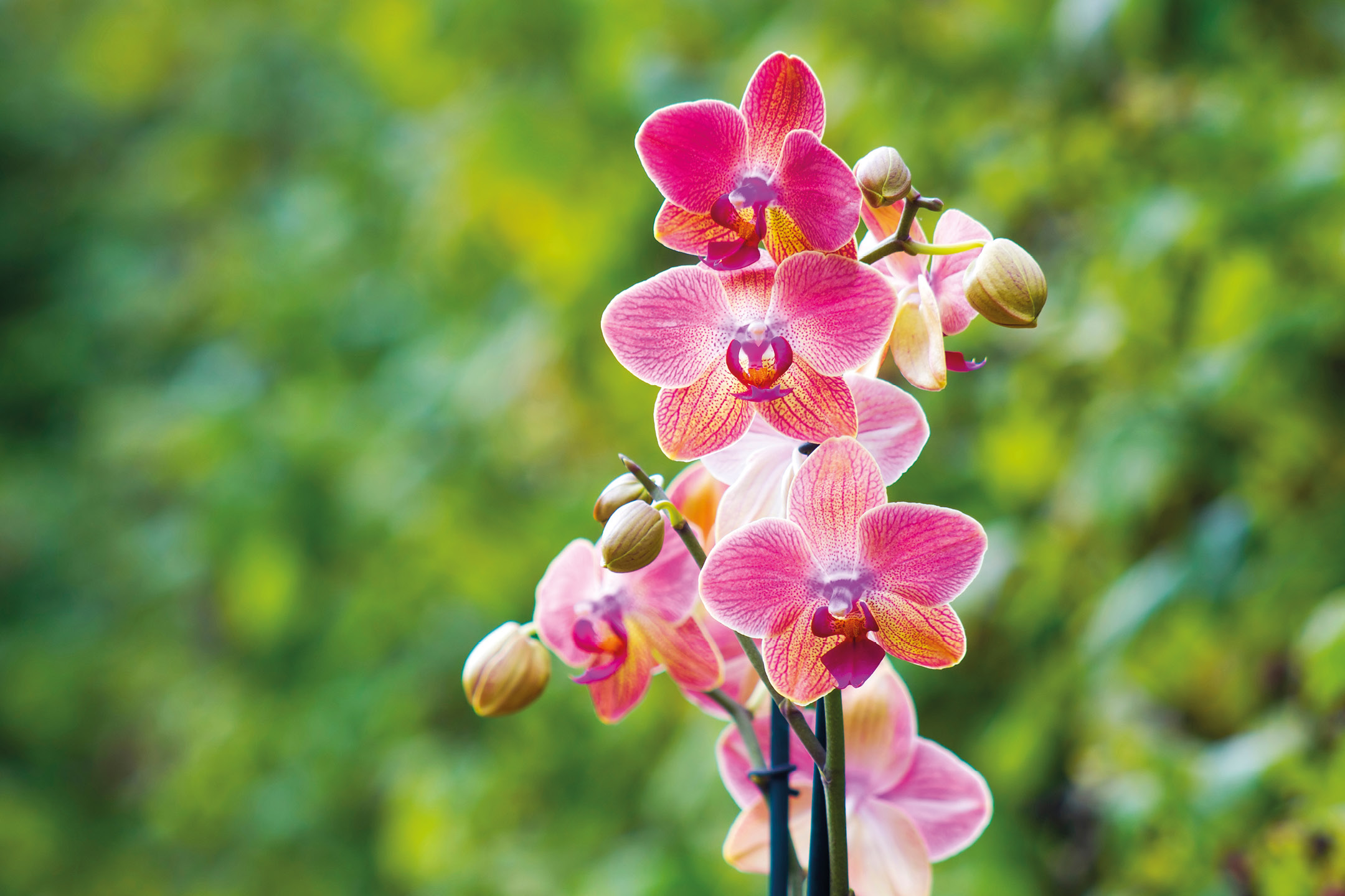 Orchidee rosa e arancioni in fiore con boccioli su sfondo verde sfocato.