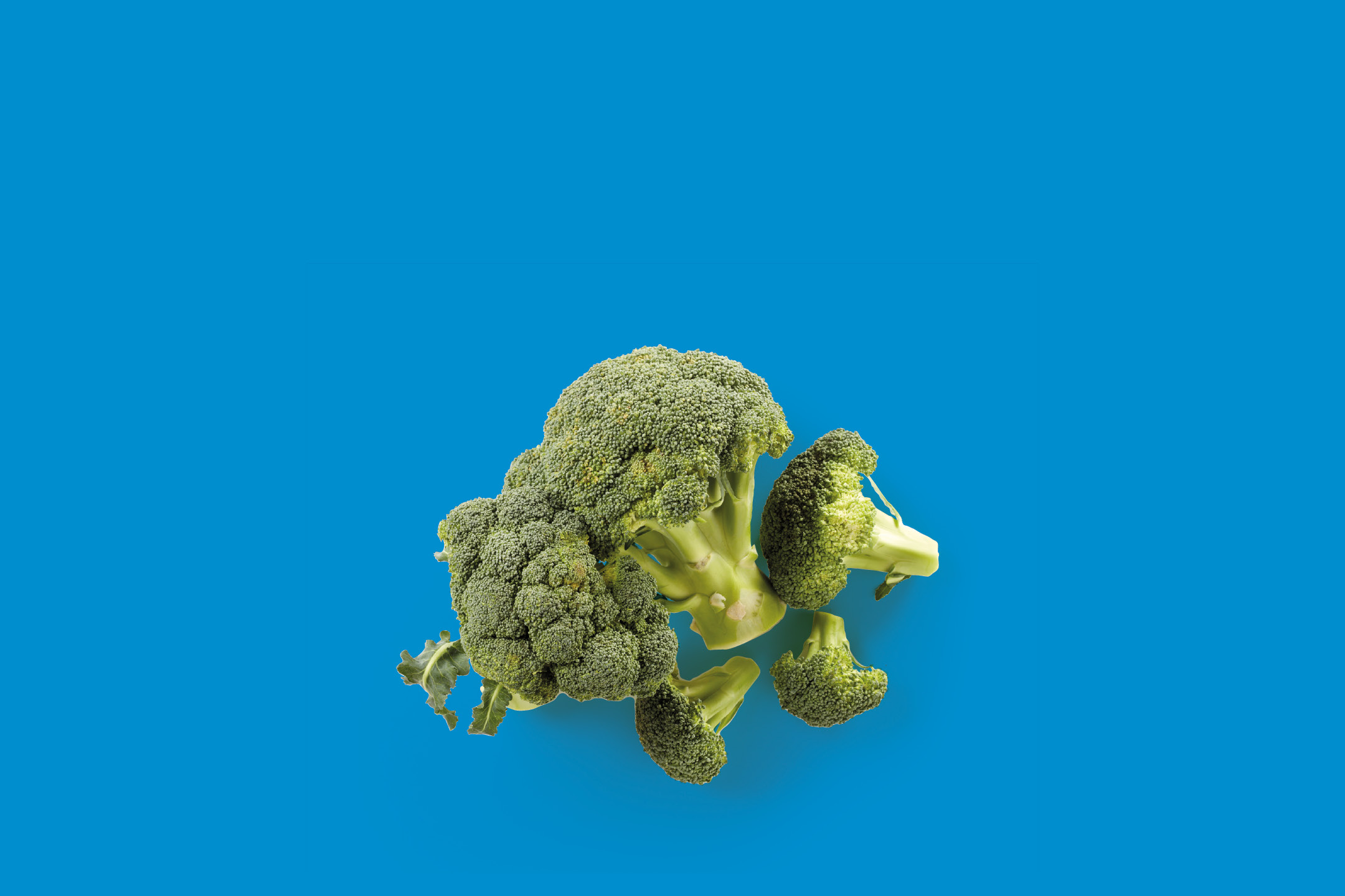 Broccoli freschi su sfondo blu.