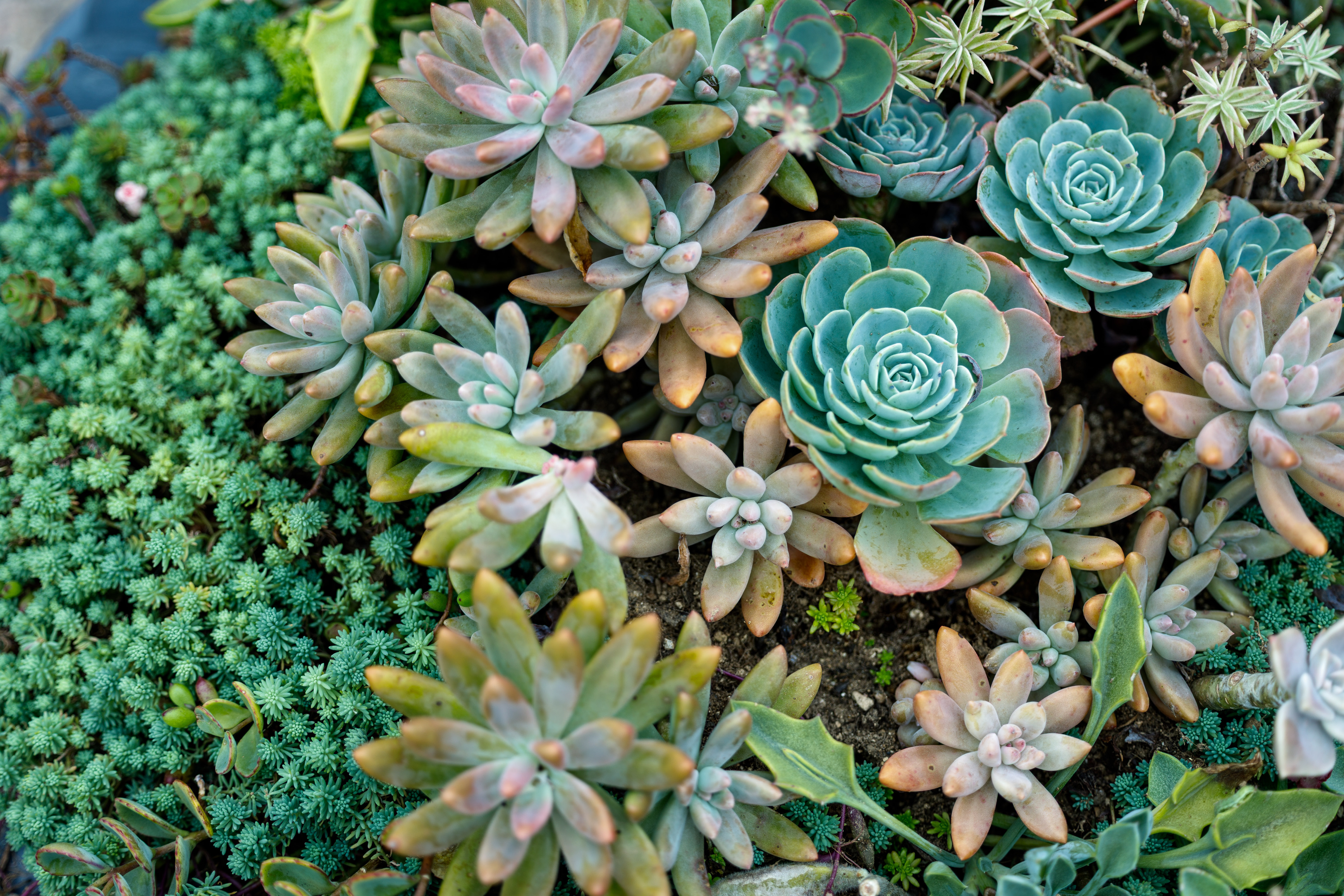 Un'aiuola di succulente con piante grasse a rosetta e a grappolo di varie tonalità di verde e rosa.