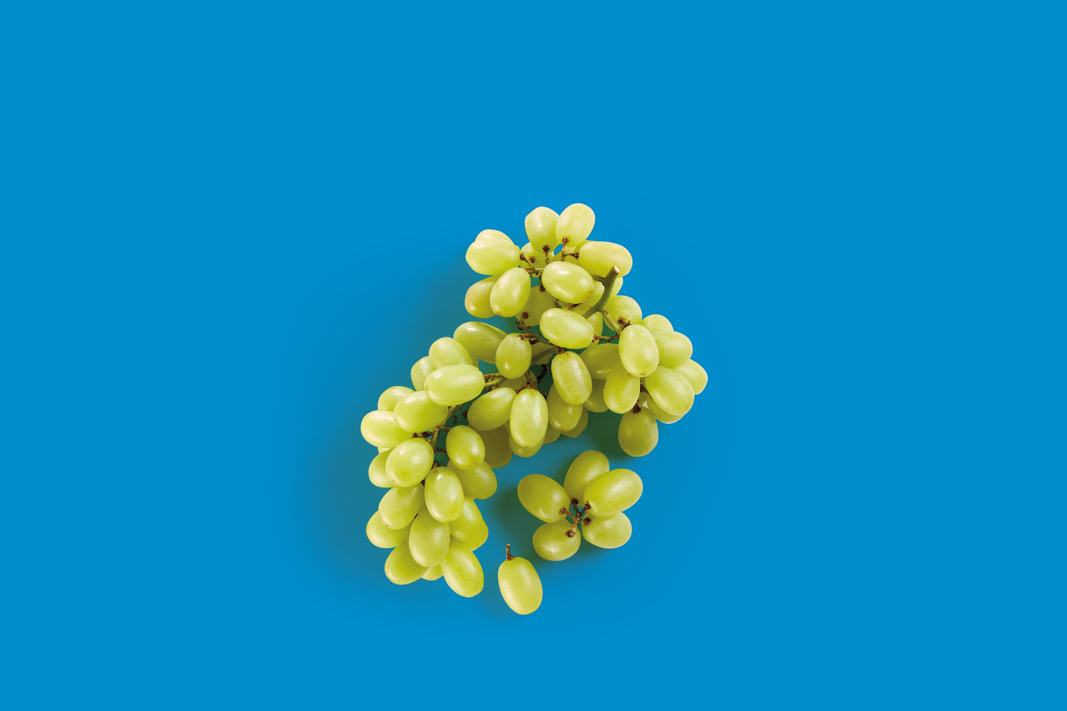 Uva bianca su sfondo blu.