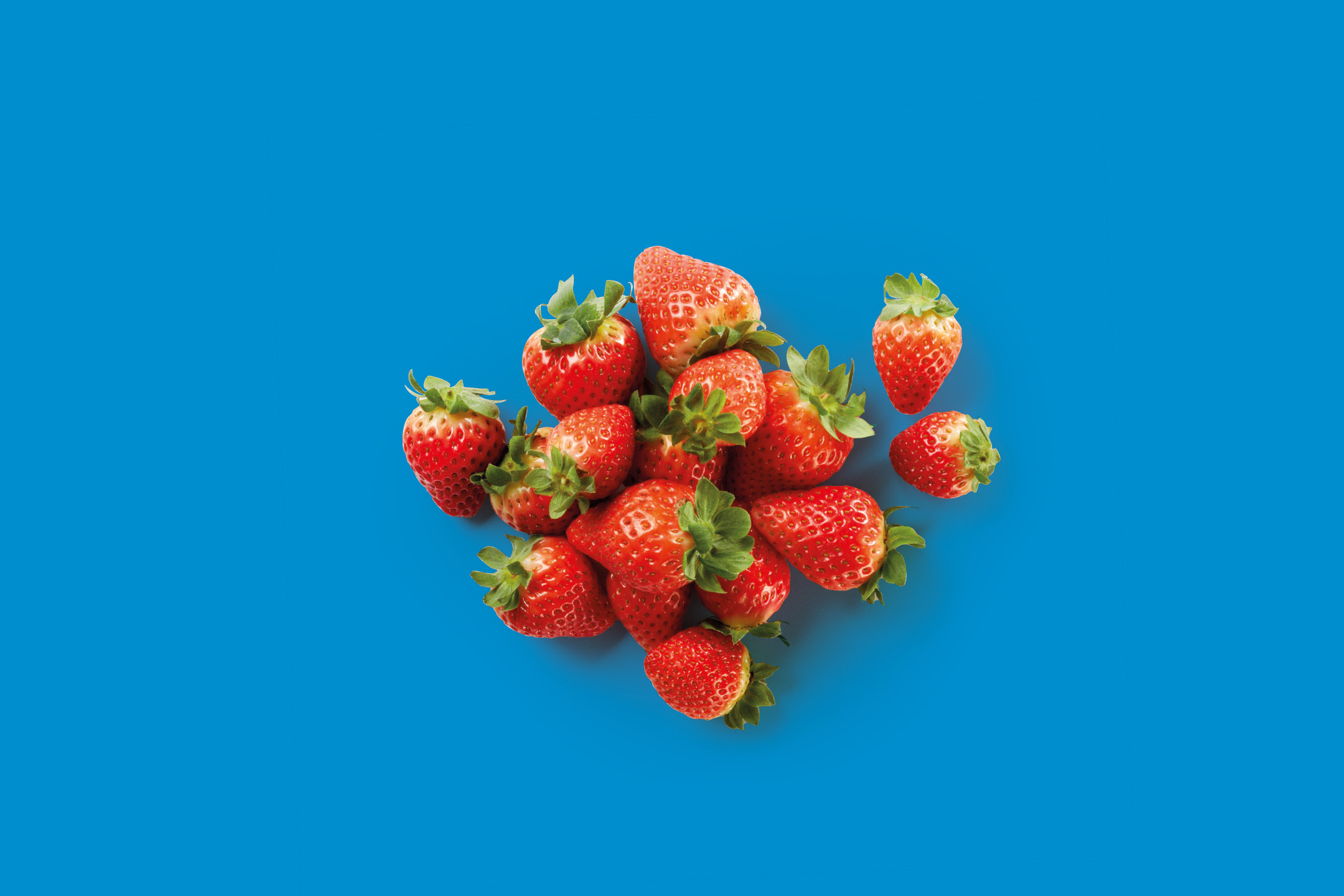 Fragole fresche e rosse su sfondo blu.