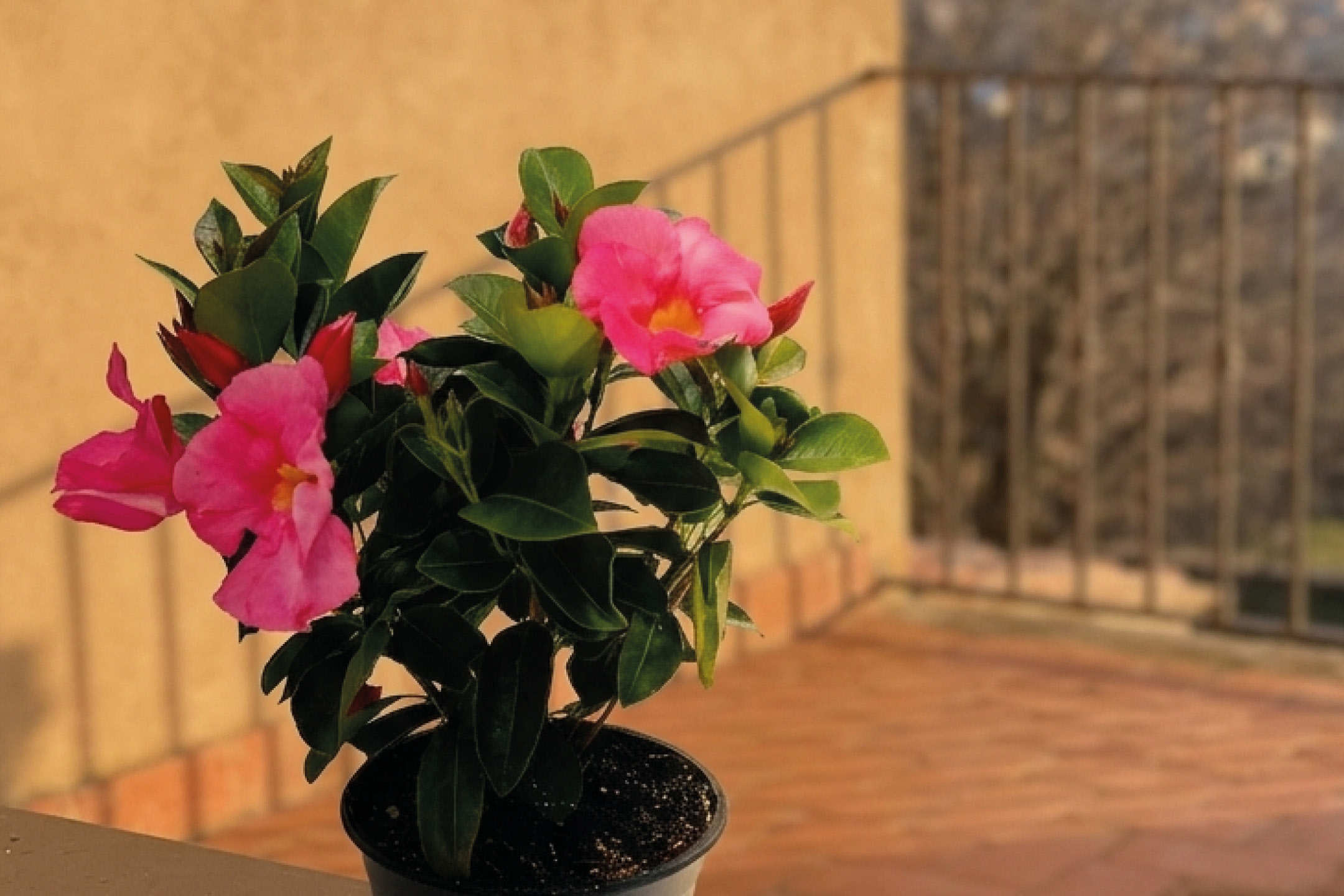 Pianta in vaso con fiori rosa su un balcone con ringhiera.